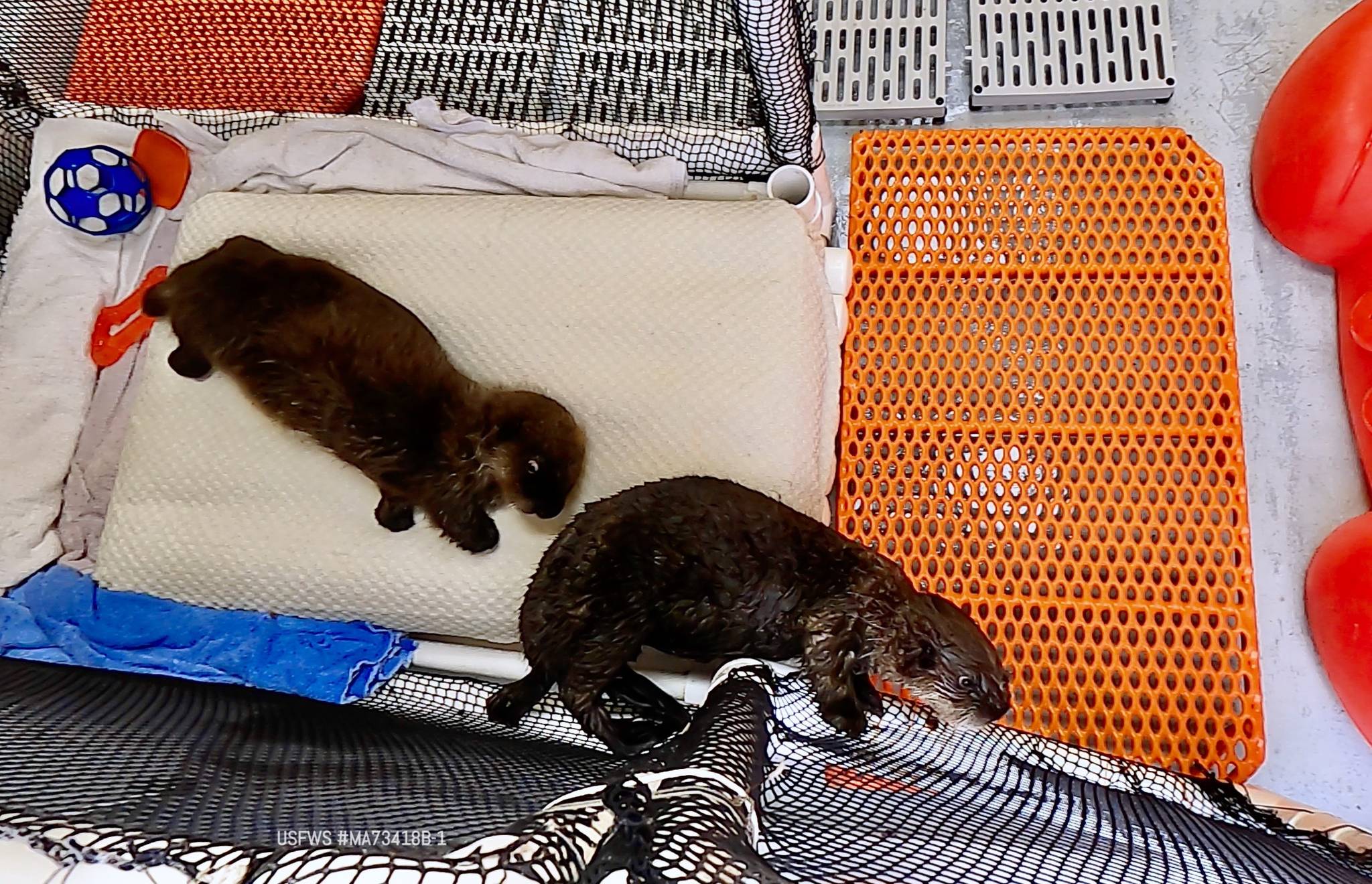 Sea otter pups Juniper (left) and Pushki meet each other for the first time at the Alaska SeaLife Center in Seward, Alaska. (Photo courtesy Alaska SeaLife Center)