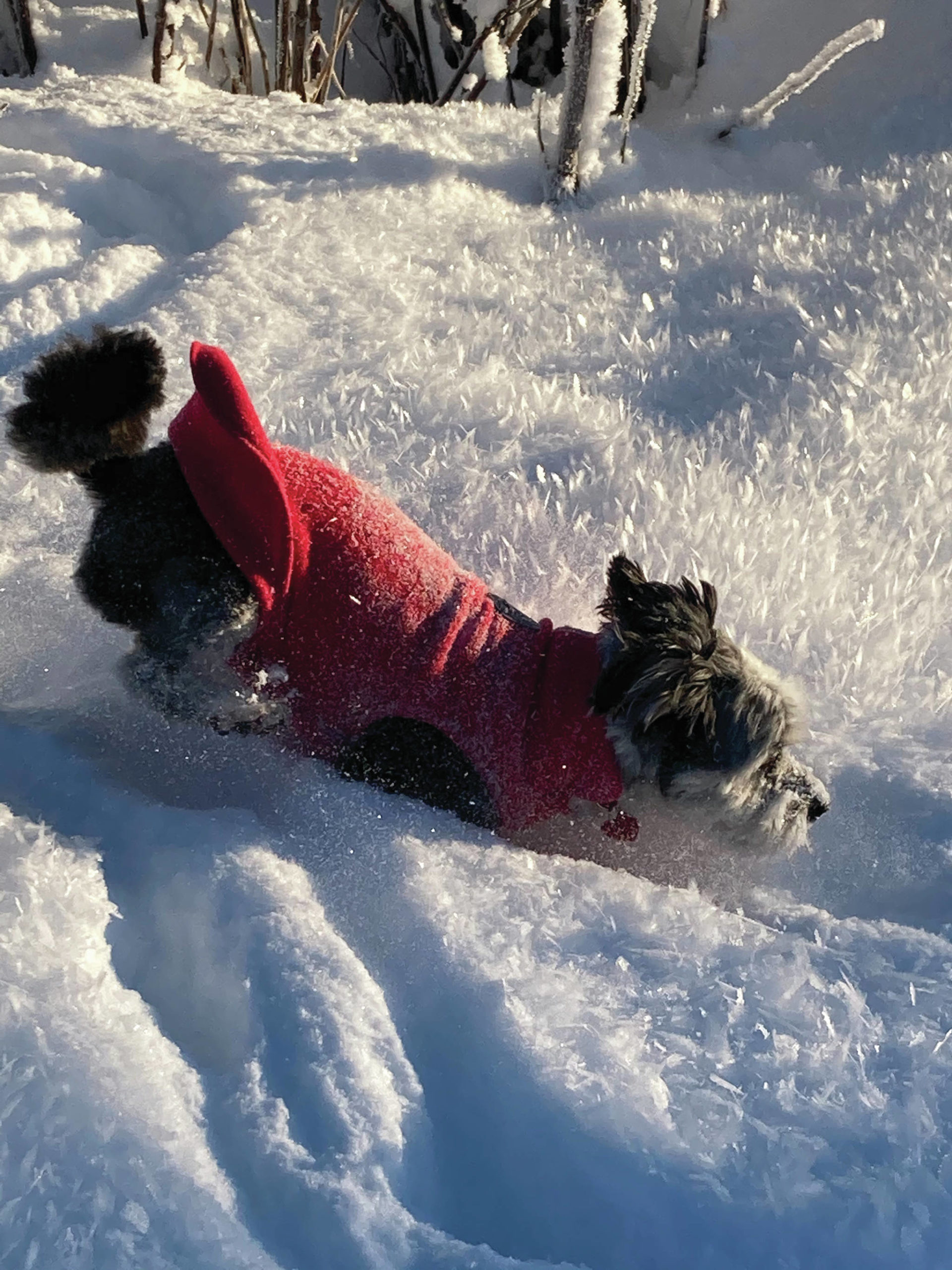 Fletcher runs through the snow on Saturday, Jan. 2, 2021, on Diamond Ridge near Homer, Alaska. (Photo by Michael Armstrong/Homer News)