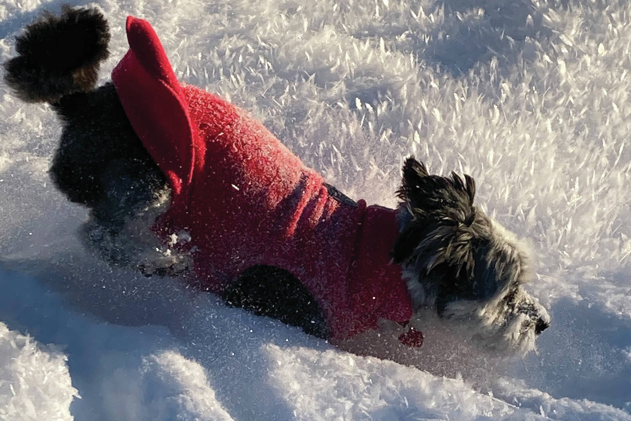 Fletcher runs through the snow on Saturday, Jan. 2, 2021, on Diamond Ridge near Homer, Alaska. (Photo by Michael Armstrong/Homer News)