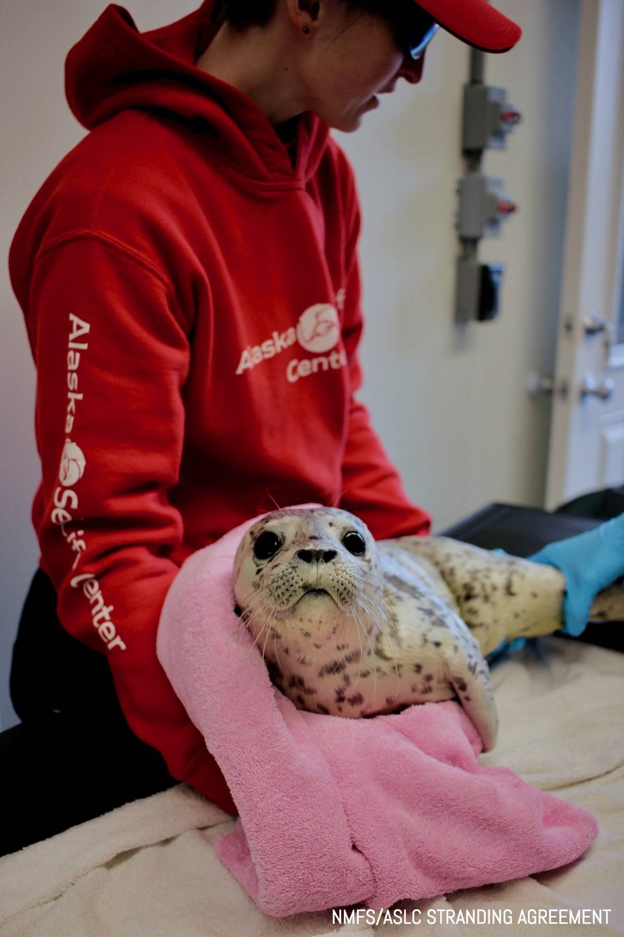 A staff member at the Alaska SeaLife Center cares for a spotted seal in this undated photo. (Courtesy Alaska SeaLife Center)