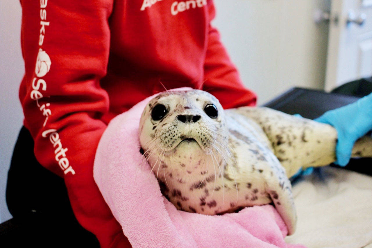 A staff member at the Alaska SeaLife Center cares for a spotted seal in this undated photo. (Courtesy Alaska SeaLife Center)