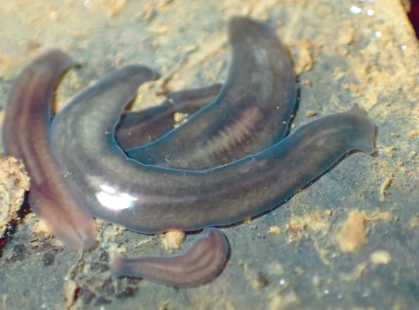 Predaceous flatworms hide under leaves by day in a spring near Soldotna Airport on Dec. 21, 2017. At night they hunt for other invertebrates. (Photo by Matt Bowser/USFWS)