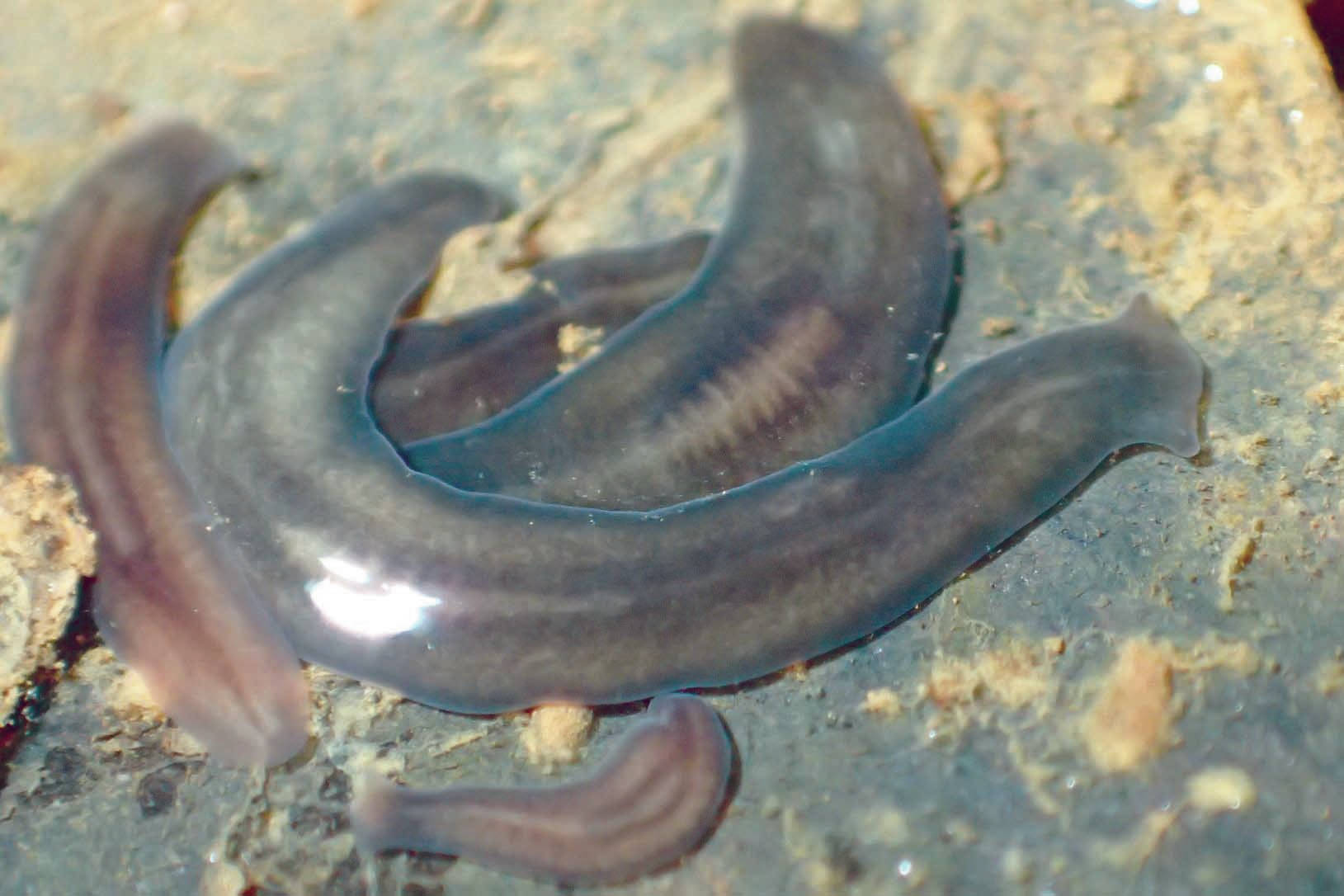 Predaceous flatworms hide under leaves by day in a spring near Soldotna Airport on Dec. 21, 2017. At night they hunt for other invertebrates. (Photo by Matt Bowser/USFWS)