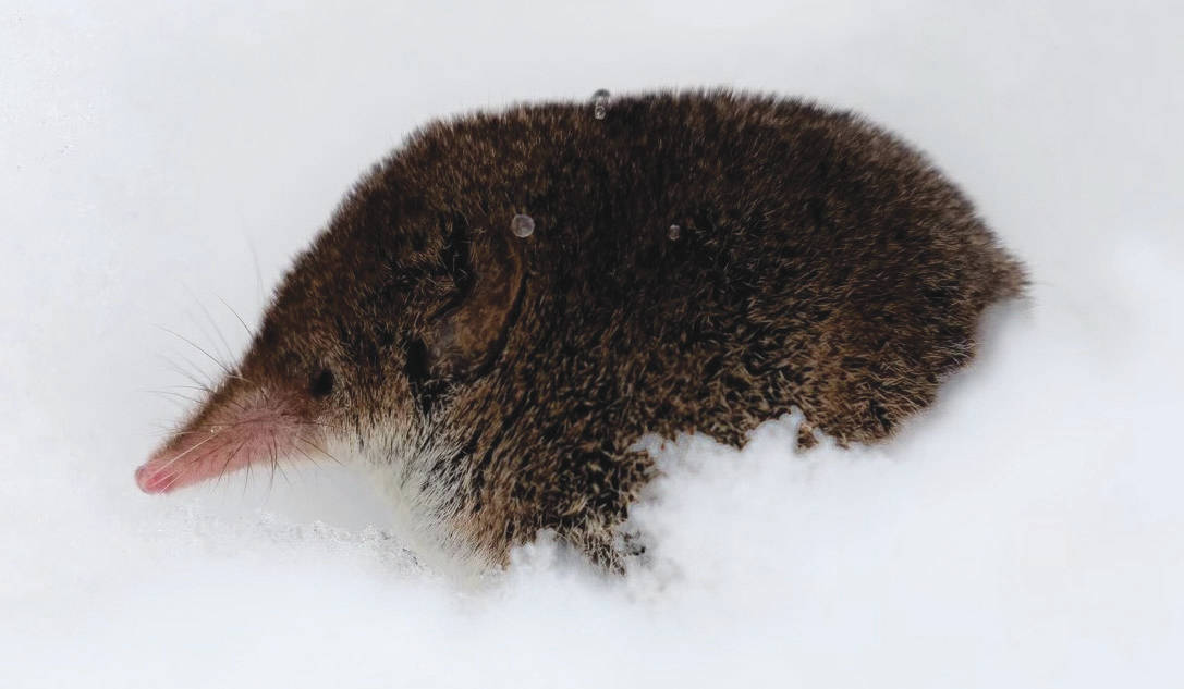A rare photograph of a shrew during winter. This shrew was observed above the snow where it had been sneaking out of the subnivean zone for short periods of time, possibly to exploit seeds or suet that had fallen on top of the snow beneath a bird feeder in Soldotna. (Photo by Colin Canterbury/USFWS)