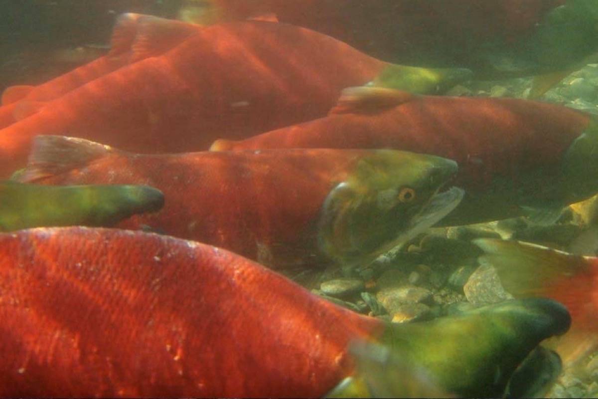 Sockeye salmon (File)
At an estimated 283,000, this year’s Fraser River sockeye salmon could be the lowest run size on record. (THE NEWS/files)