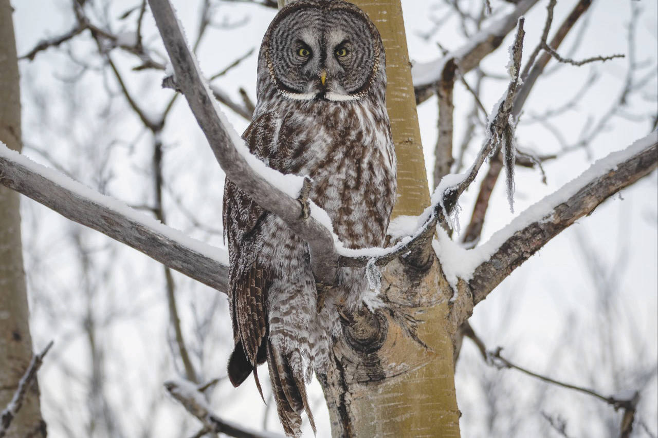 A great gray owl perches in an aspen tree on the Kenai National Wildlife Refuge. (Photo by Colin Canterbury/USFWS)