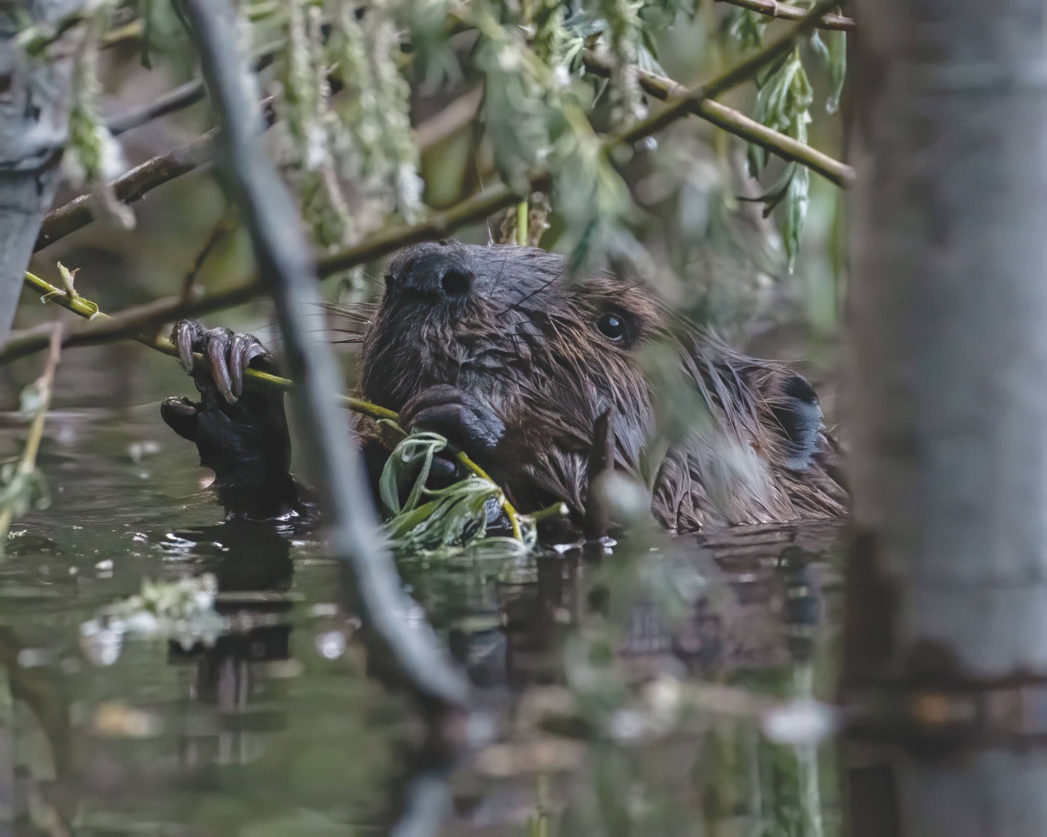 A young beaver enjoys a willow branch snack on a pond in the Skilak Wildlife Recreation Area. (Photo by Colin Canterbury, Kenai National Wildlife Refuge)