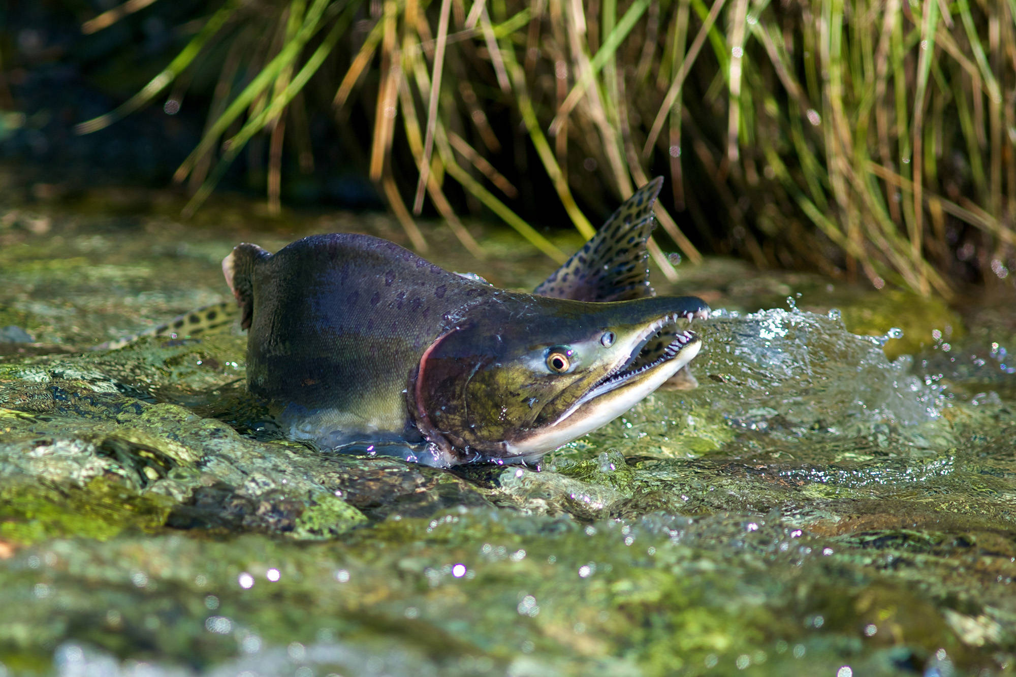 A male pink salmon fights its way up stream to spawn in a Southeast Alaska stream in August 2010. A recent report out of Washington state details a dire situation for the state’s salmon. Advocates in Alaska say the report offers a warning to Alaska about salmon-safe development. (Michael Penn / Juneau Empire File)
