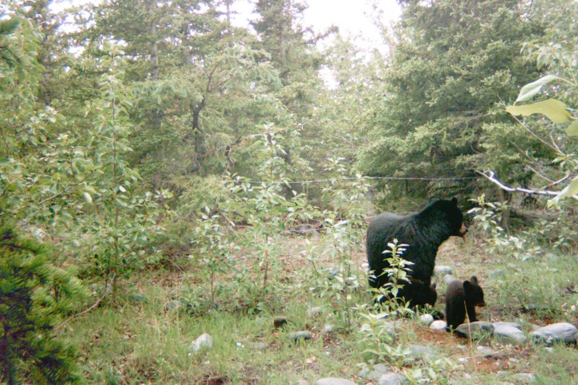 (Photo provided by Kenai National Wildlife Refuge)