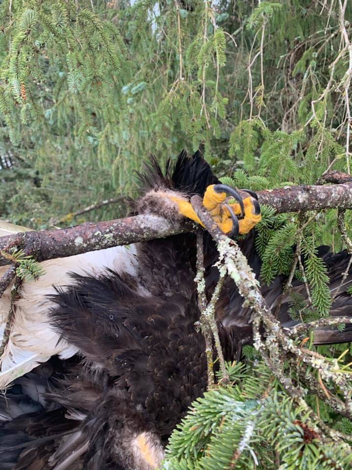 Courtesy photo / J.D. McComas
A bald eagle is trapped upside down in a tree about 70 feet off the ground on March. 1, 2021 before being rescued.