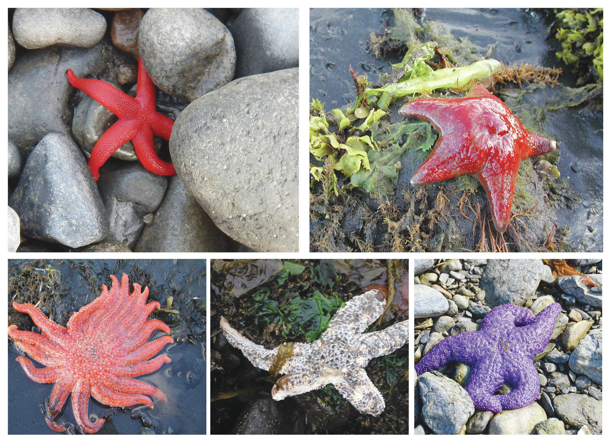 Blood stars (top left) and leather stars (top right) were less impacted by the disease and are more likely to be seen today. Sunflower sea stars (bottom left), mottled sea stars (lower center, this one showing symptoms of disease) and ochre sea stars (lower right) used to be common, but were most affected by the disease and have become more rare. (Photos courtesy of Mandy Lindeberg, NOAA, and Brenda Konar, University of Alaska Fairbanks)