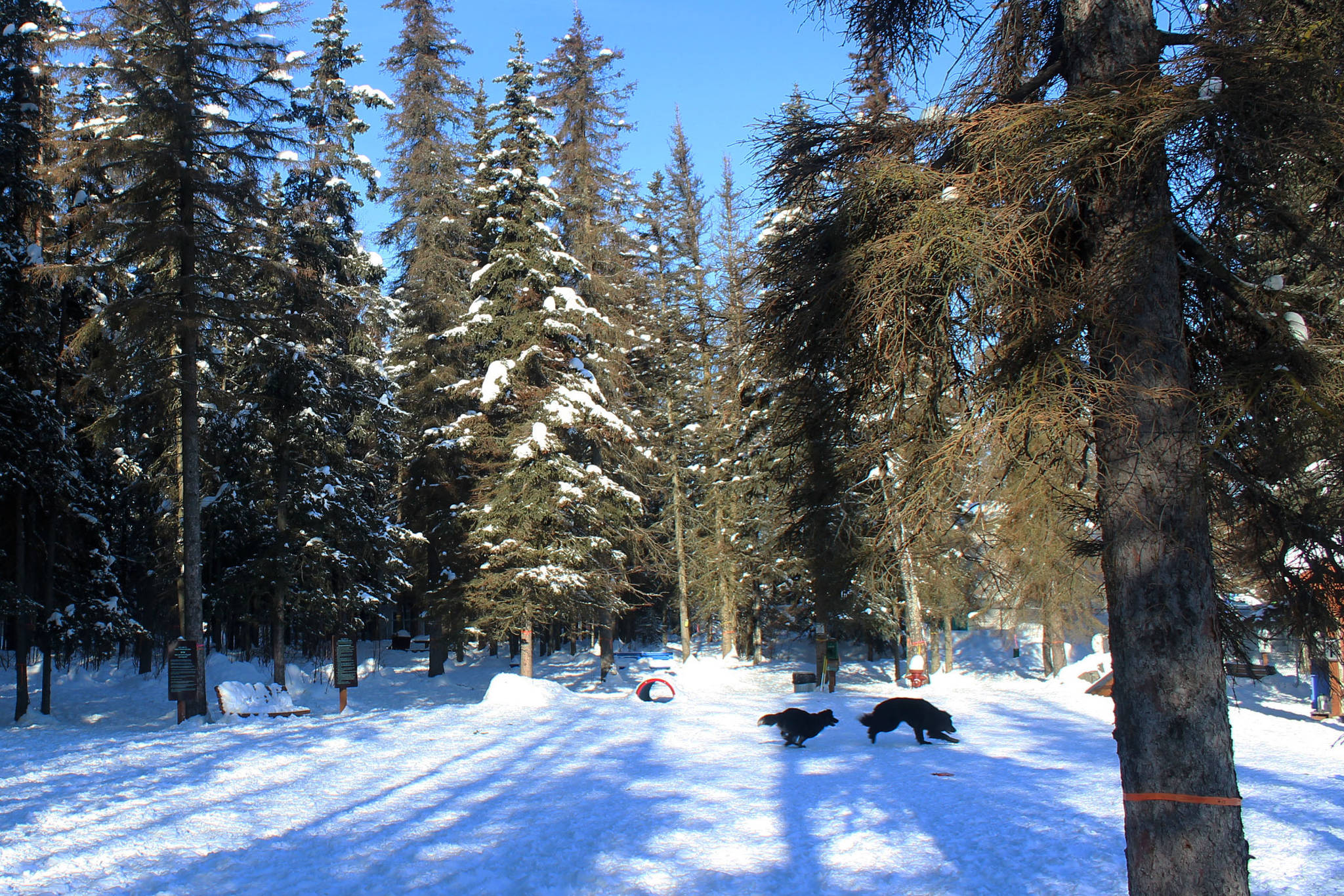 Dogs are seen playing at 3 Friends Dog Park on Tuesday, March 16 in Soldotna, Alaska. (Ashlyn O’Hara/Peninsula Clarion)