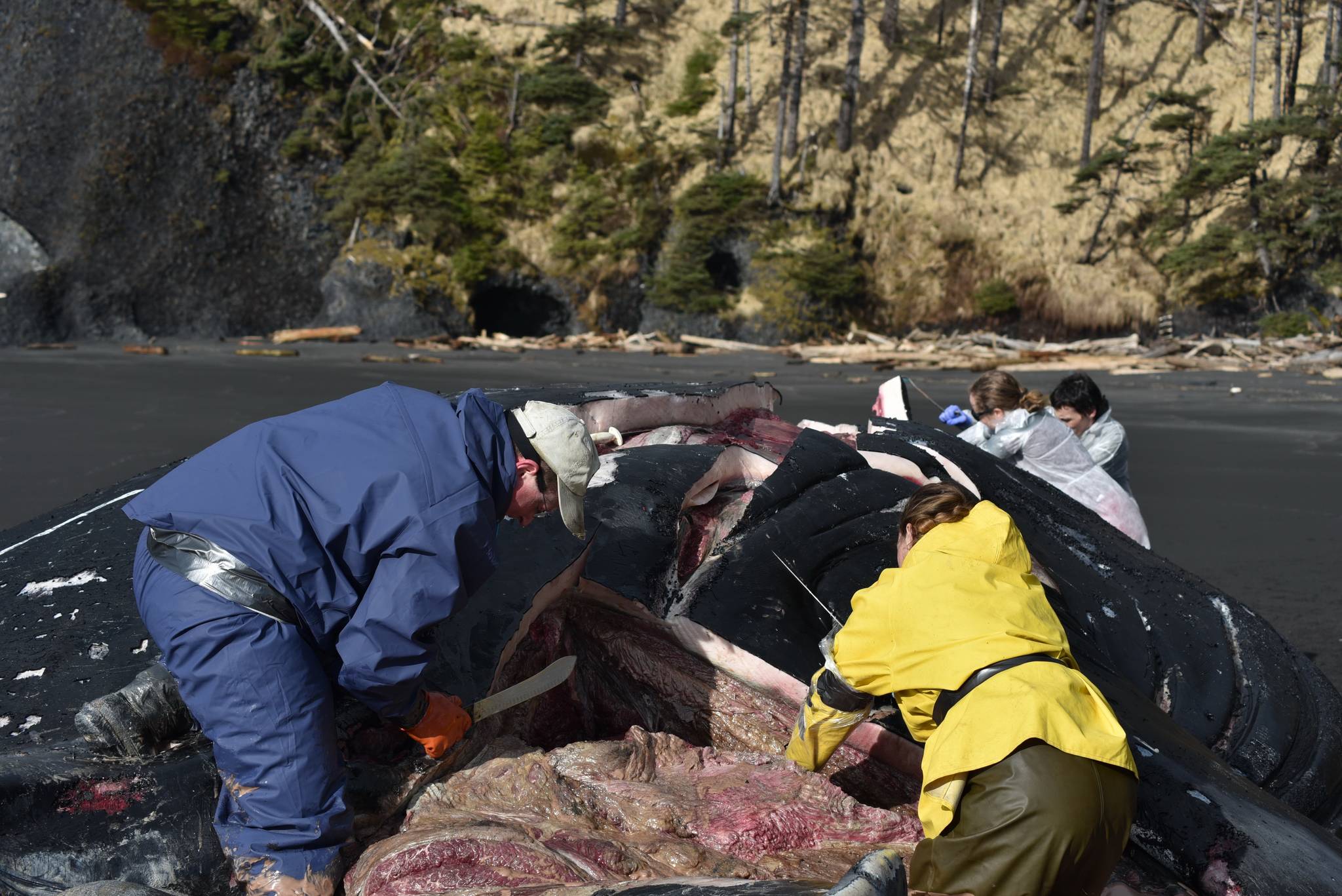 Volunteers with the Alaska Marine Mammal Stranding Network perform a necropsy on a beached humpback whale on Kuzof Island on Thursday, March 18, 2021. (Courtesy photo / Alaska Marine Mammal Stranding Network)