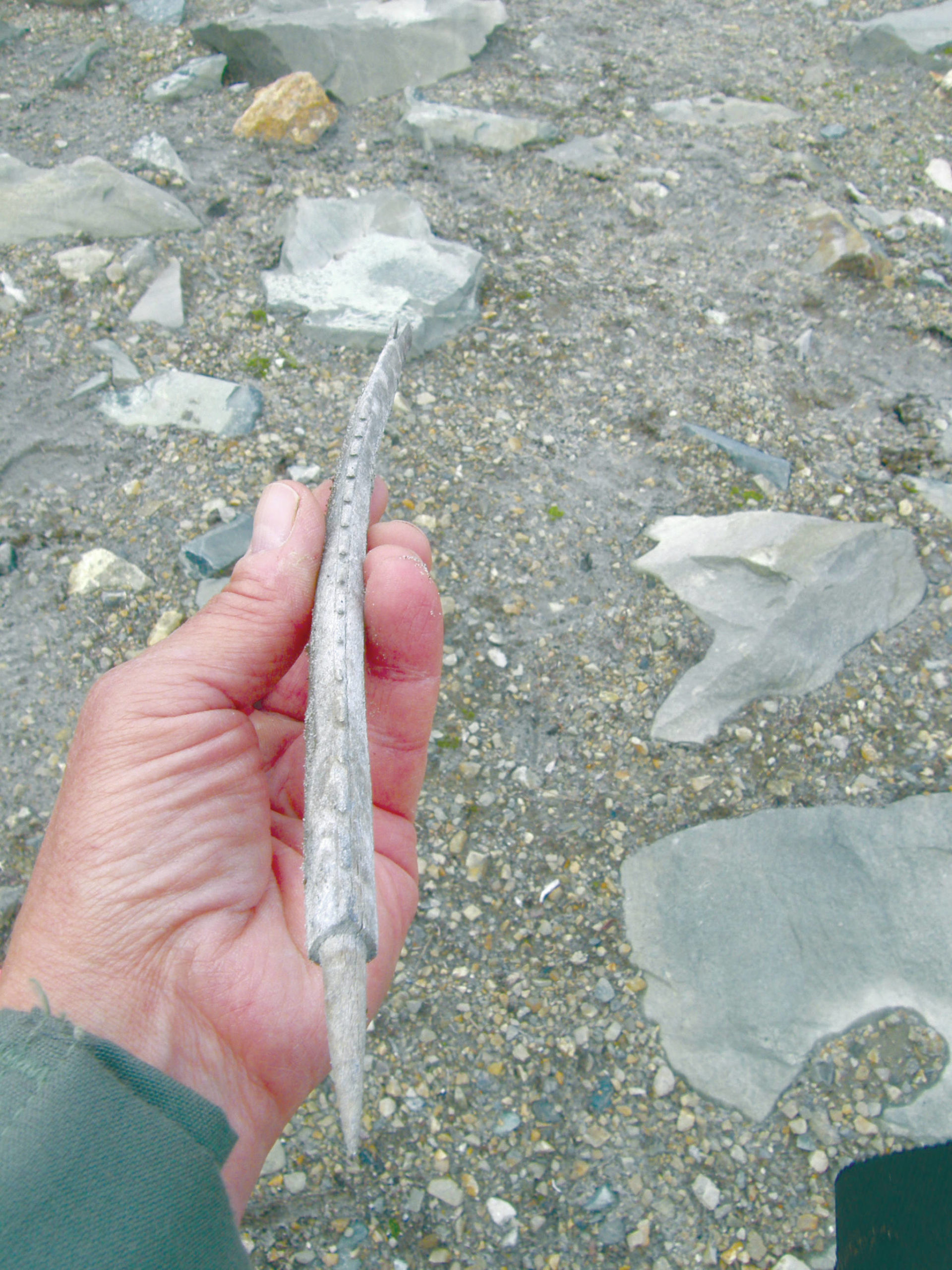 An antler projectile point recovered from an ice patch in Lake Clark National Park and Preserve. (Photo provided by National Park Service)