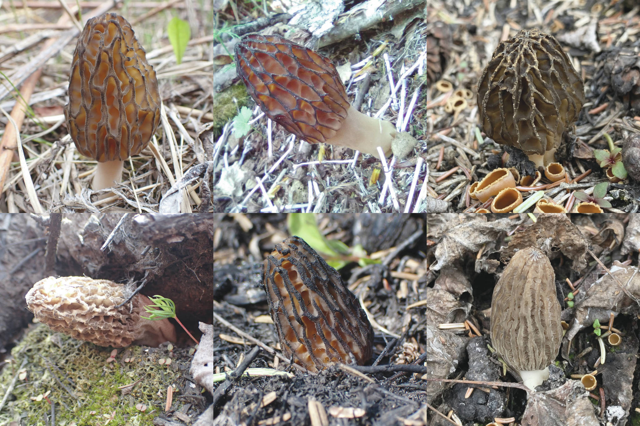 Morel species collected from the Kenai Peninsula. Clockwise from upper left: Norwegian morel, beautiful morel, excellent morel, sixth black morel, exuberant morel and gray morel. (Photos by Matt Bowser and Colin Canterbury/USFWS)