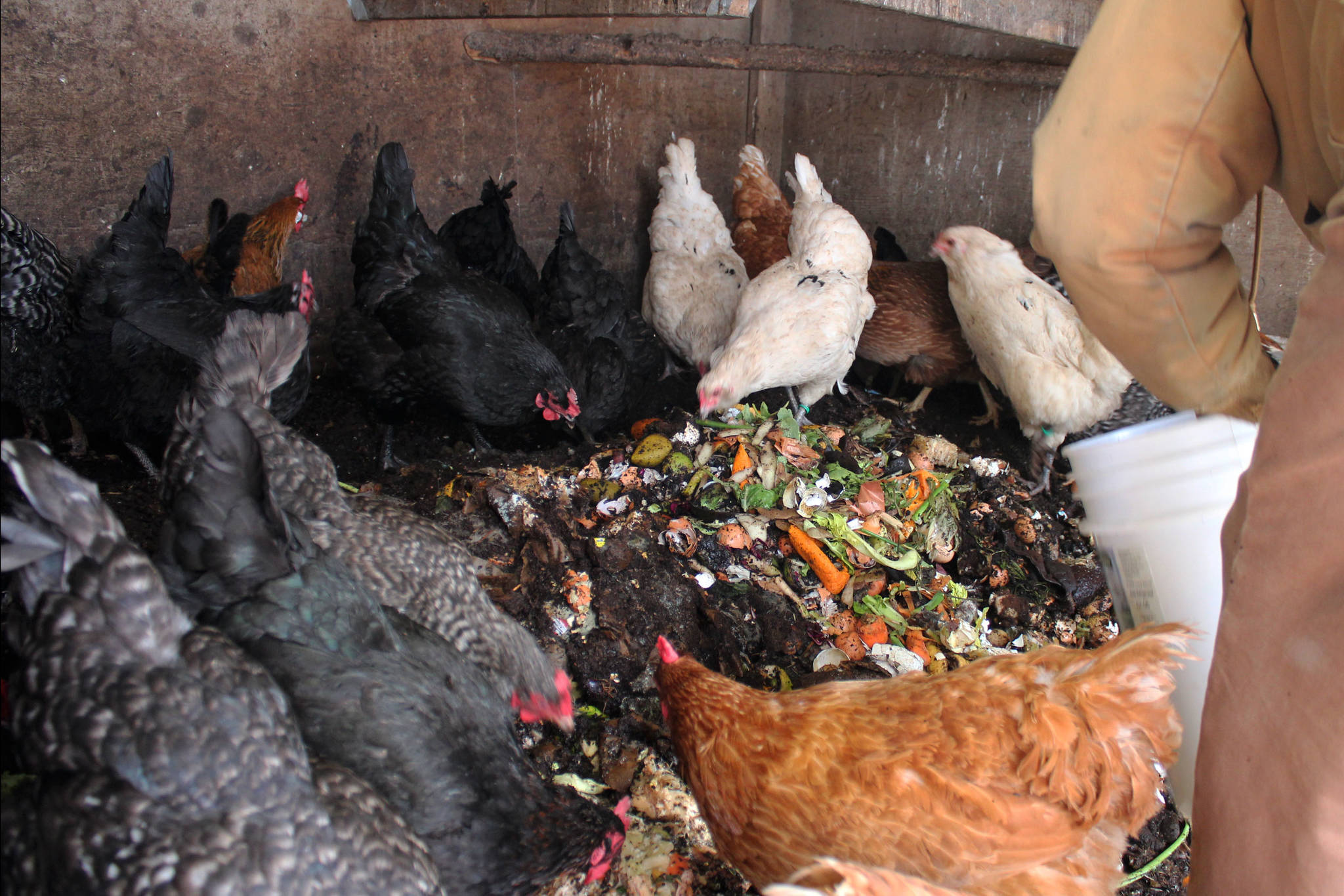 Chickens eat compost inside of a chicken house at Diamond M Ranch on Thursday, April 1, 2021, off Kalifornsky Beach Road near Kenai, Alaska. (Ashlyn O’Hara/Peninsula Clarion)