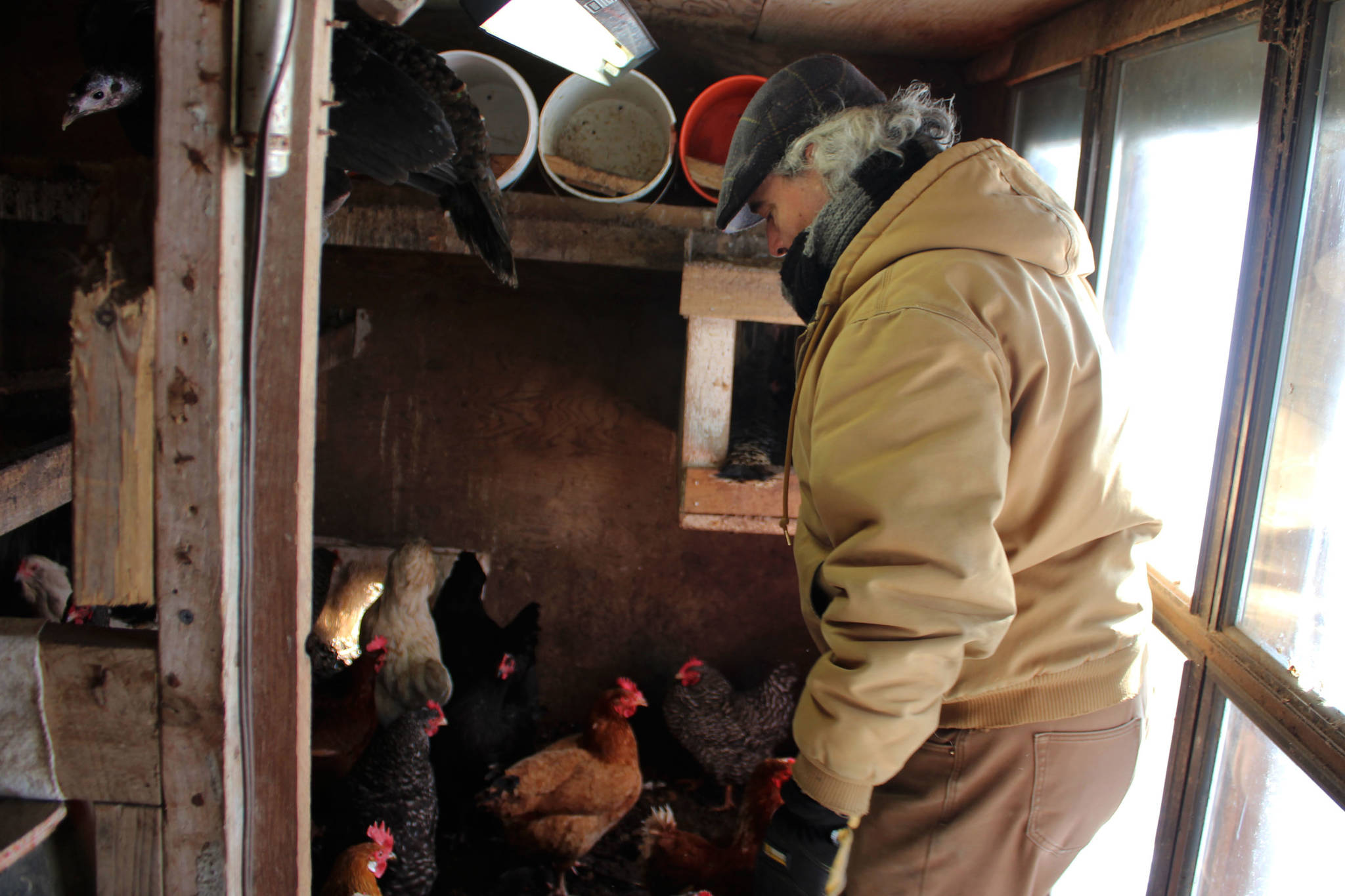 Timm Johnson stands inside a chicken house at Diamond M Ranch on Thursday, April 1, 2021, off Kalifornsky Beach Road near Kenai, Alaska. (Ashlyn O’Hara/Peninsula Clarion)