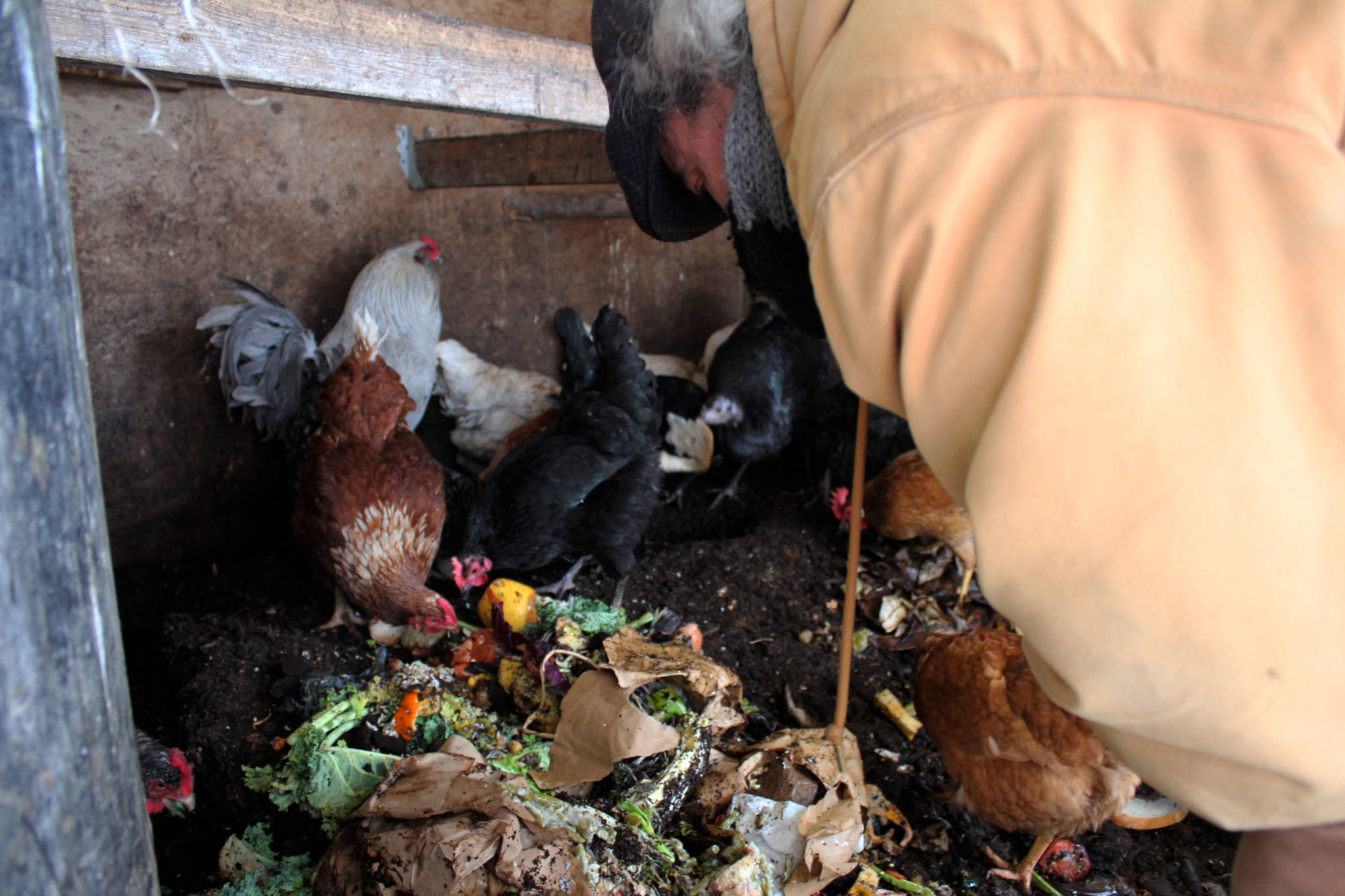 Timm Johnson feeds compost to chickens at Diamond M Ranch on Thursday, April 1,  2021, off Kalifornsky Beach Road near Kenai, Alaska. (Ashlyn O'Hara/Peninsula Clarion)