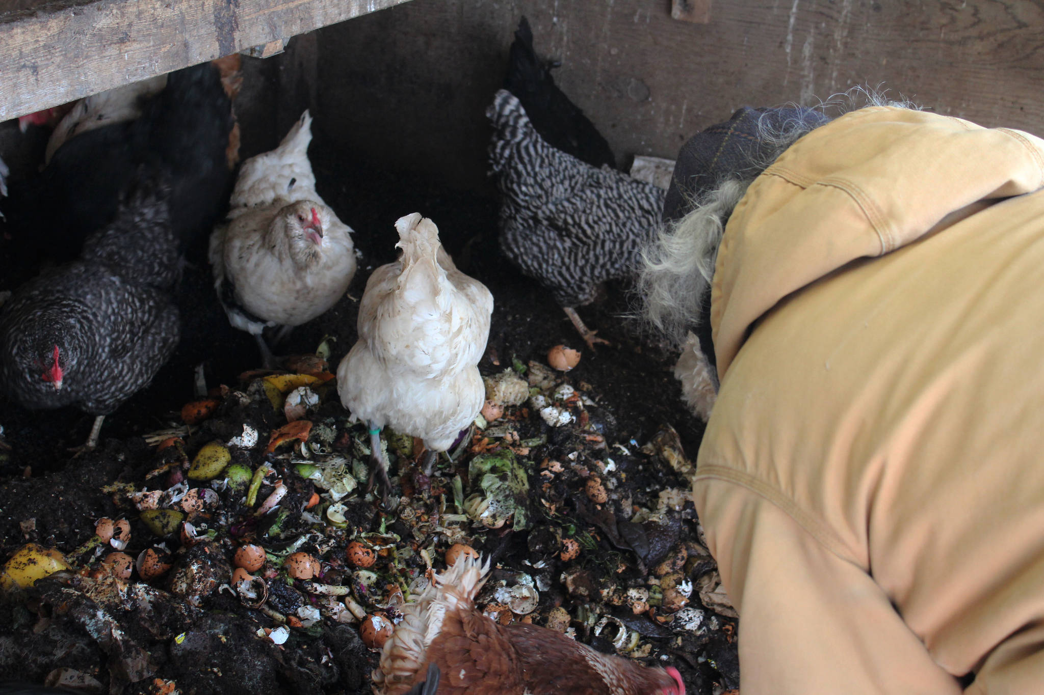 Timm Johnson feeds compost to chickens at Diamond M Ranch on Thursday, April 1, 2021, off Kalifornsky Beach Road near Kenai, Alaska. (Ashlyn O’Hara/Peninsula Clarion)