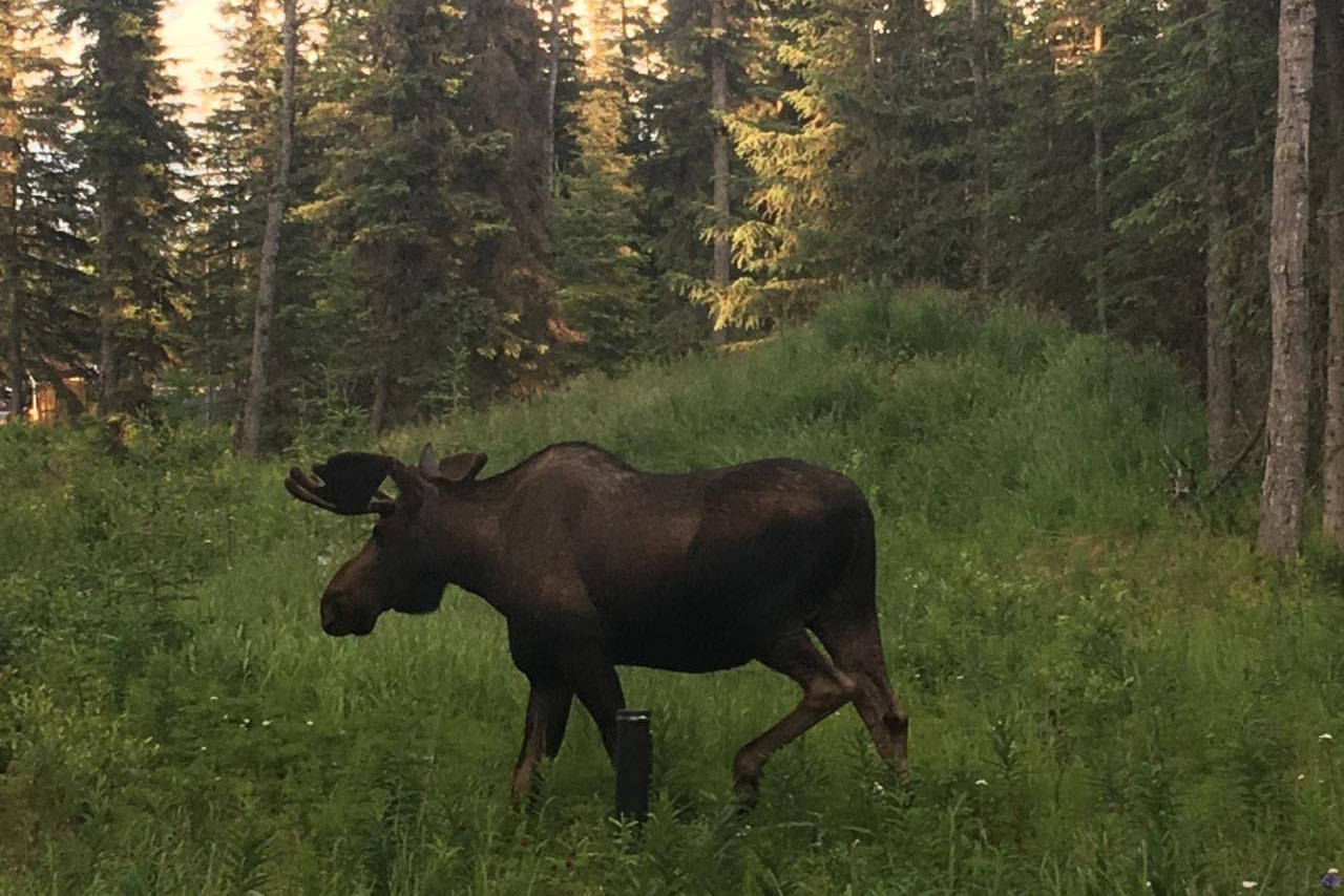A moose traverses a residential backyard in July 2020 in Kalifornsky, Alaska. (Photo by Erin Thompson/Peninsula Clarion)