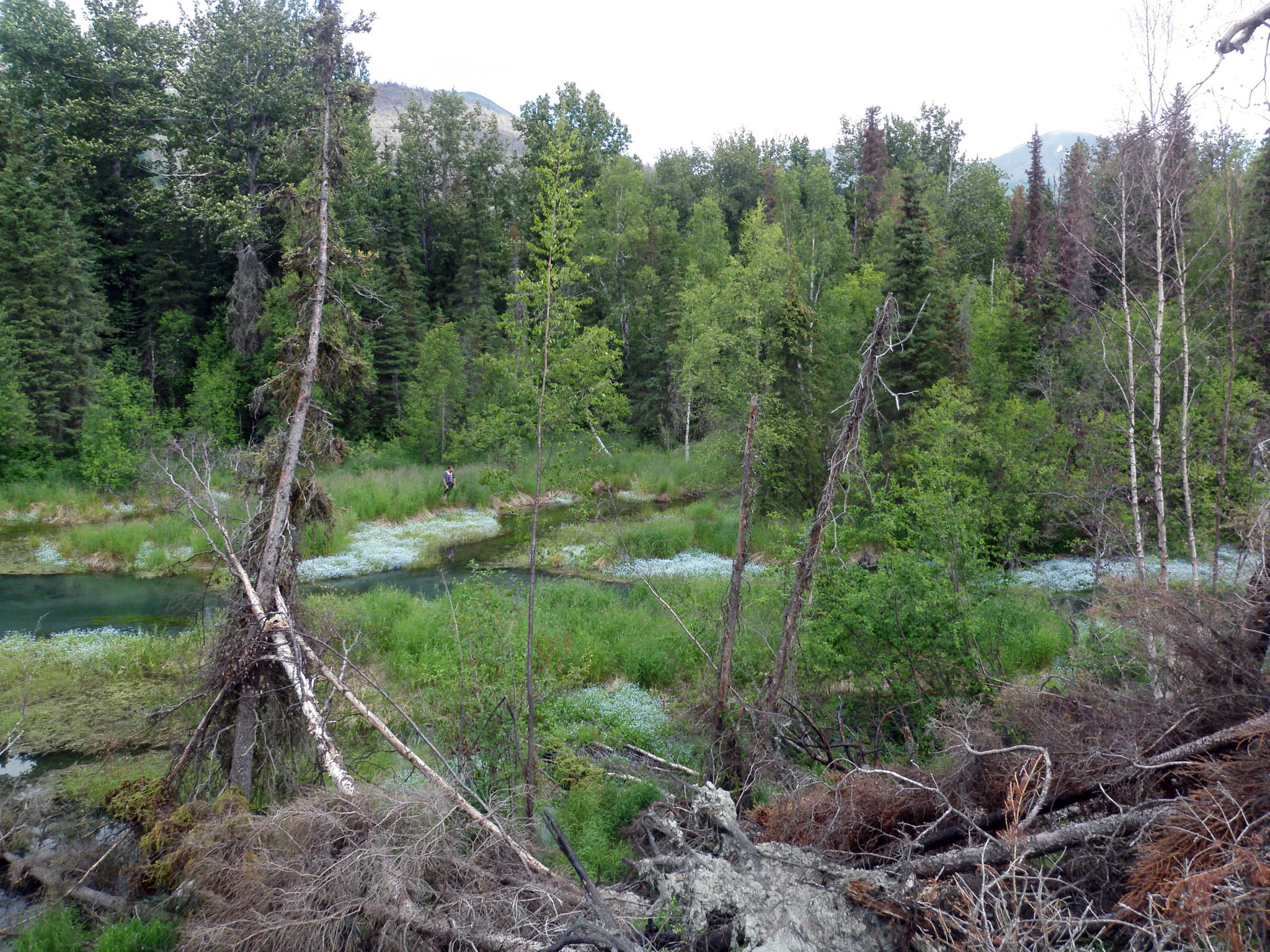 The Kenai River near Surprise Creek on July 7, 2020, which has the largest known infestation of water forget-me-nots in Alaska. All of the pale patches along the water are water forget-me-nots. (Photo courtesy Alaska Center for Conservation Science)