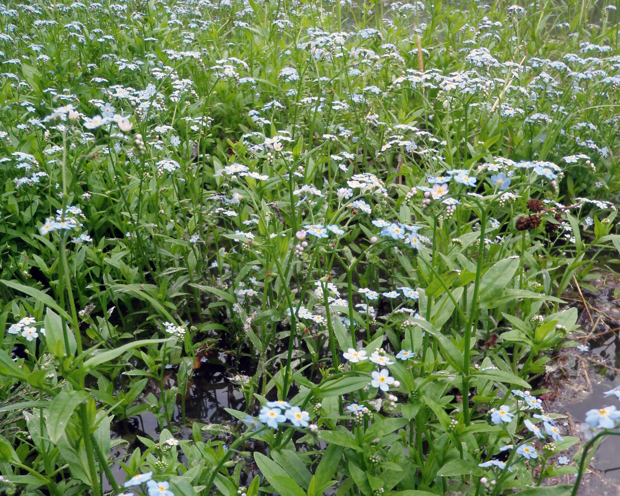 Water forget-me-nots along the Kenai River near Surprise Creek. (Photo courtesy Alaska Center for Conservation Science)