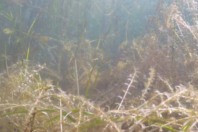 Bleached, dying elodea in Sandpiper Lake on Aug. 28, 2020. (Photo by Mark Laker/USFWS)