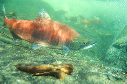 Sockeye salmon. (Photo via Alaska Department of Fish and Game)