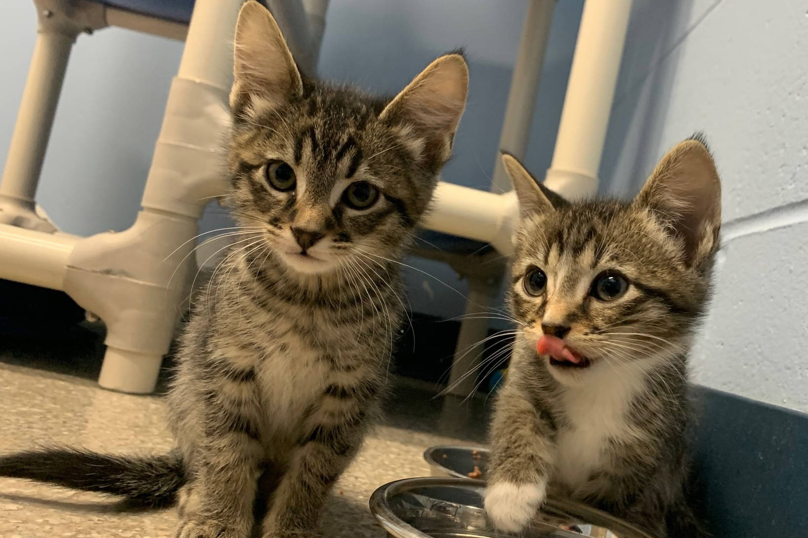 Pets of the Week Hans and Franz, as seen Saturday, Dec. 19, 2020, at the Homer Animal Shelter in Homer, Alaska. (Photo courtesy Alaska Mindful Paws)