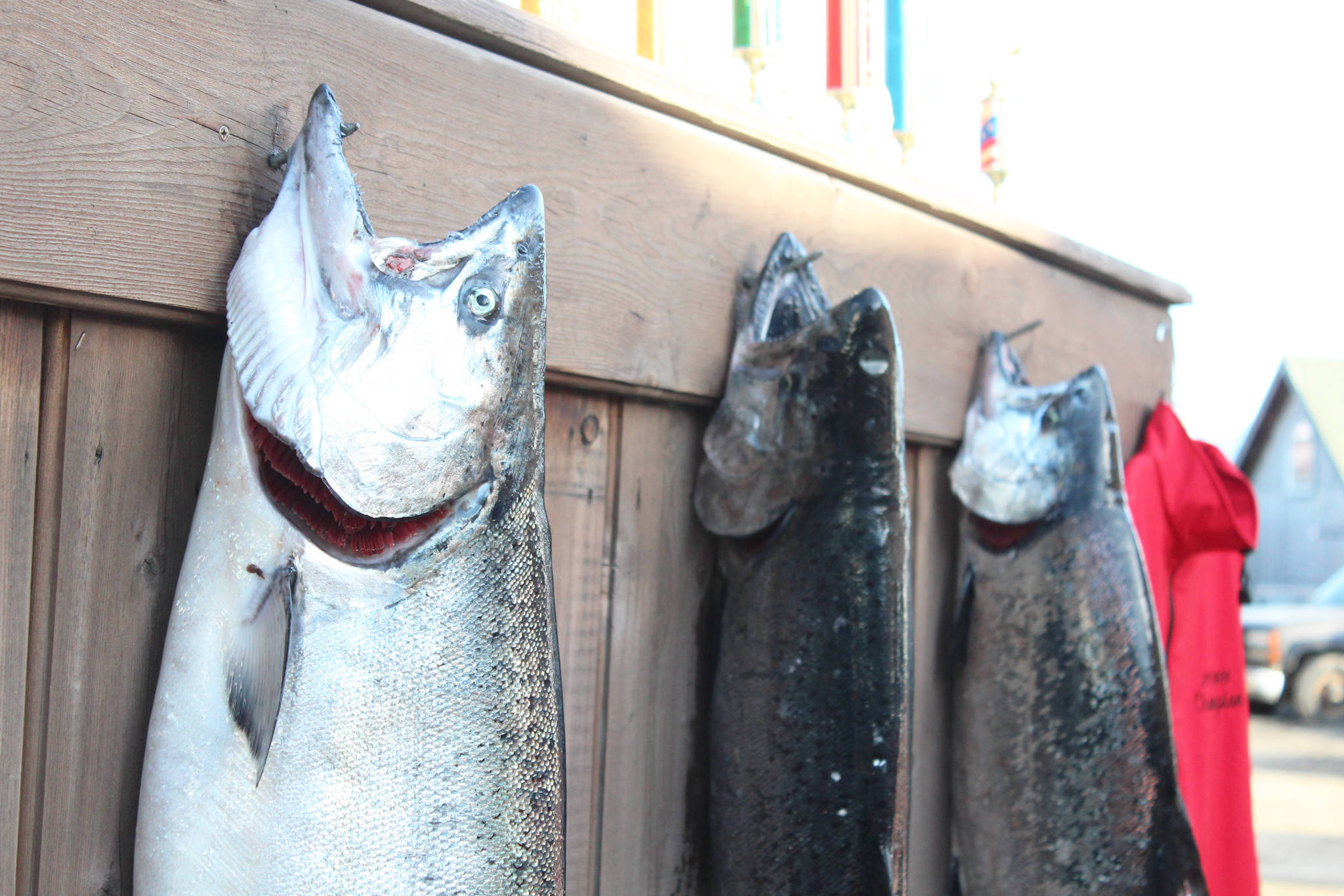The top three fish of the 2018 Winter King Salmon Tournament hang on a wall before a closing ceremony announcing the winners on March 24, 2018 on the Spit in Homer, Alaska. (Photo by Megan Pacer/Homer News)