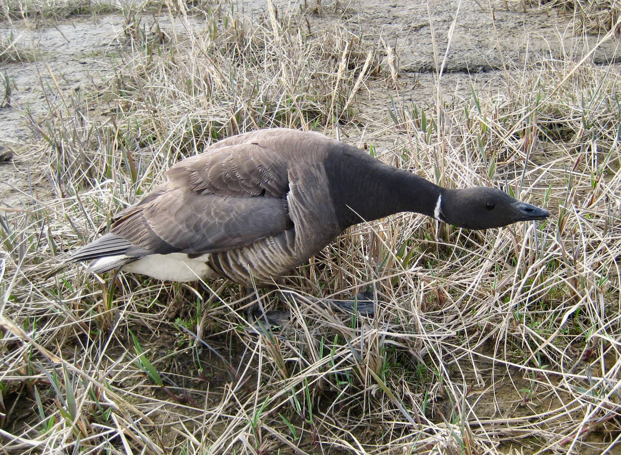 The docile Pacific brant migrates thousands of miles between eelgrass beds in Alaska and Mexico. (Photo by Jeff Wasley/USGS)