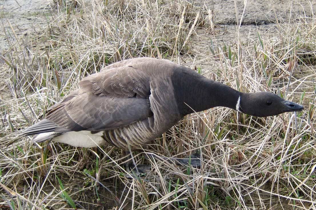 The docile Pacific brant migrates thousands of miles between eelgrass beds in Alaska and Mexico. (Photo by Jeff Wasley/USGS)