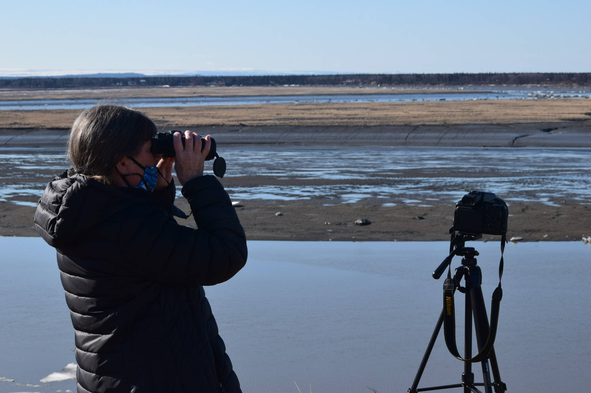 Teresa Becher watches as beluga whales swim up the Kenai River on Saturday, April 24, 2021. She and her volunteer team monitor belugas in the Cook Inlet. (Photo by Camille Botello/Peninsula Clarion)
Teresa Becher watches as beluga whales swim up the Kenai River on Saturday, April 24, 2021. She and her volunteer team monitor belugas in the Cook Inlet. (Photo by Camille Botello/Peninsula Clarion)