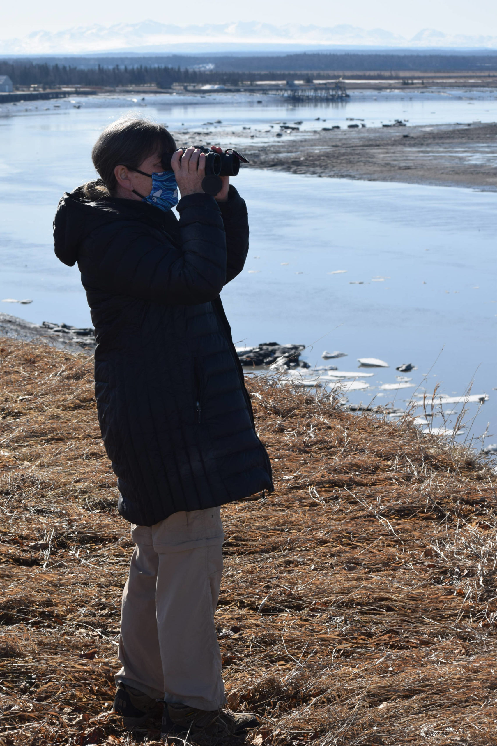 Teresa Becher watches as beluga whales swim up the Kenai River on Saturday, April 24, 2021. She and her volunteer team monitor belugas in the Cook Inlet. (Photo by Camille Botello/Peninsula Clarion)