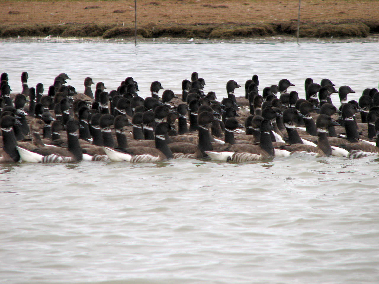 Large flocks of Pacific brant depend on a few key areas, especially Izembek Lagoon. (Photo by Heather Wilson/USFWS)