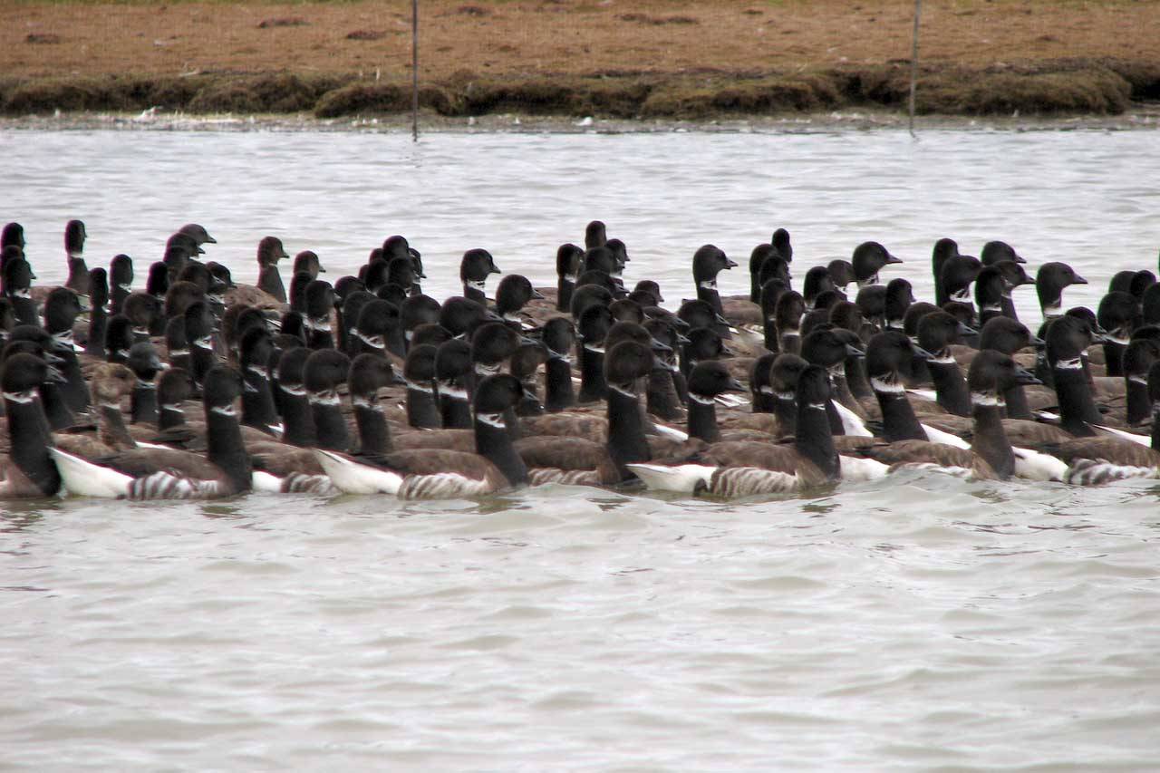 Large flocks of Pacific brant depend on a few key areas, especially Izembek Lagoon. (Photo by Heather Wilson/USFWS)