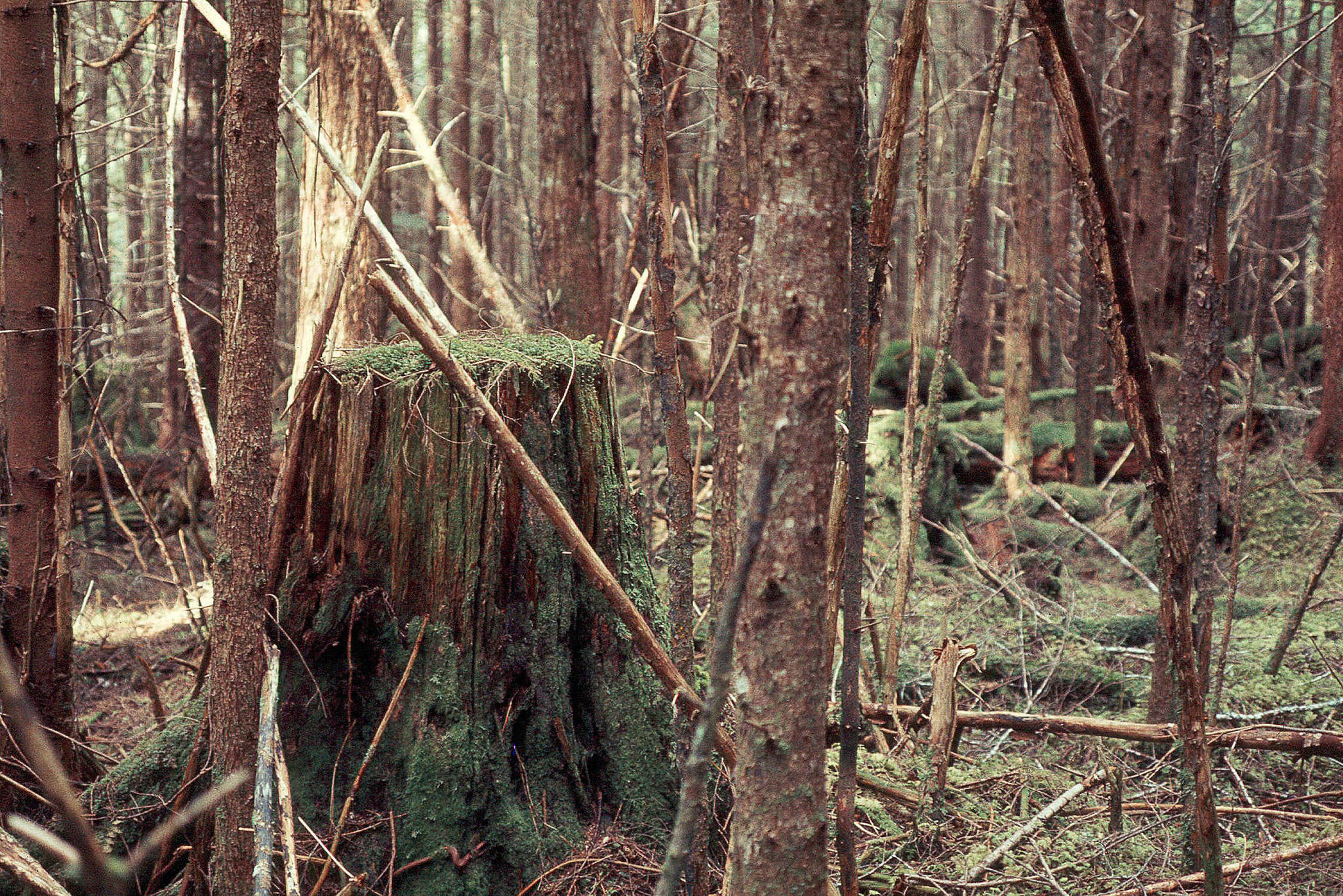 A 60-year-old second growth forest stand on Admiralty Island. John Schoen measured deer density here in comparison to an adjacent old-growth stand. This is a mixed hemlock-spruce stand in which all the trees are the same age and size. Few forest floor plants occur here because of low light levels. These dark, even-aged stands have low structural diversity and provide relatively poor habitat for most wildlife species. In Southeast, it takes two to three centuries before forests that are clear-cut develop the ecological characteristics of old growth. Note the old-growth stump in the left side of the image. (Photo by John Schoen)