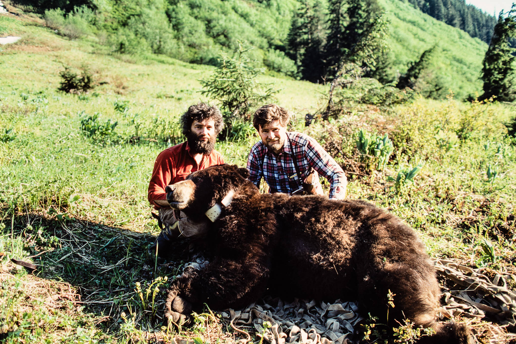 LaVern Beier (left) and John Schoen with a captured and radio-collared brown bear on a subalpine ridge on northern Admiralty Island above Greens Creek. This 547-pound eleven-year-old adult male bear (#46) was captured in June 1986.