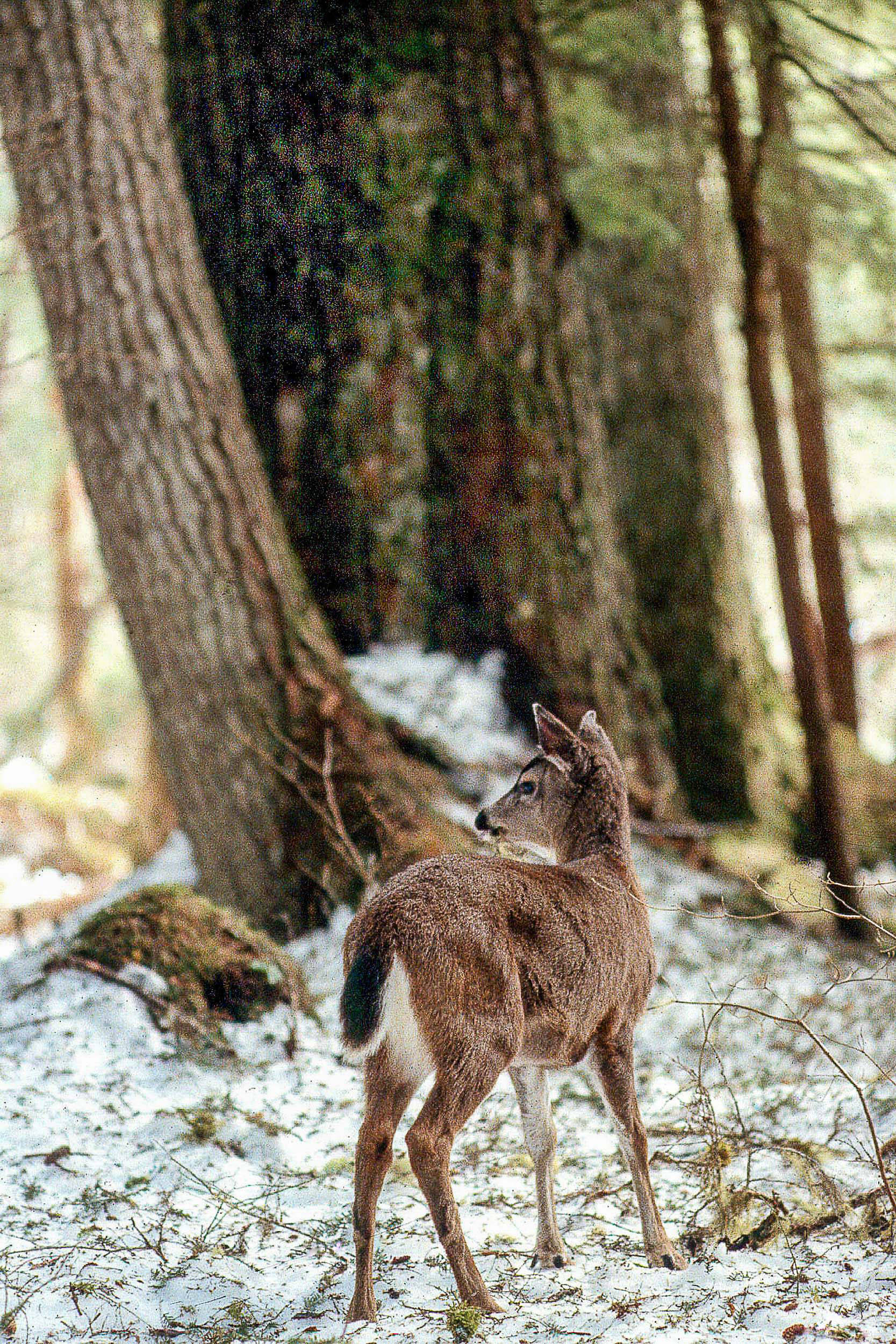A Sitka black-tailed doe in a mid-to high-volume (large-tree) old growth stand on Douglas Island during a deep-snow winter. The tall forest canopy and big limb structure of the large trees intercept a significant amount of snow. Deer can travel easily through these stands and food is comparatively much more available than in the deep-snow conditions that occur in clear-cuts and muskegs as well as in small-tree old-growth stands. (Photo by John Schoen)