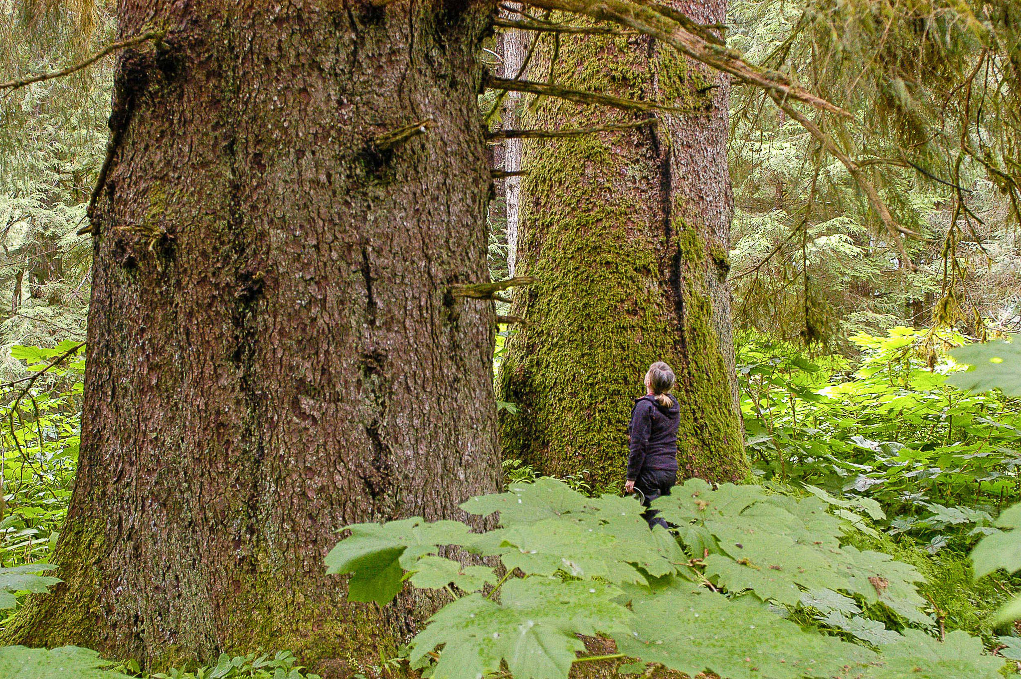 Mary Beth Schoen admiring a large-tree old-growth stand in Saook Bay on northeastern Baranof Island. Some individual trees were over six feet in diameter and many centuries old. This riparian area was adjacent to a salmon stream and was full of bear trails. Large-tree old growth stands are rare on the Tongass. (Photo courtesy John Schoen)