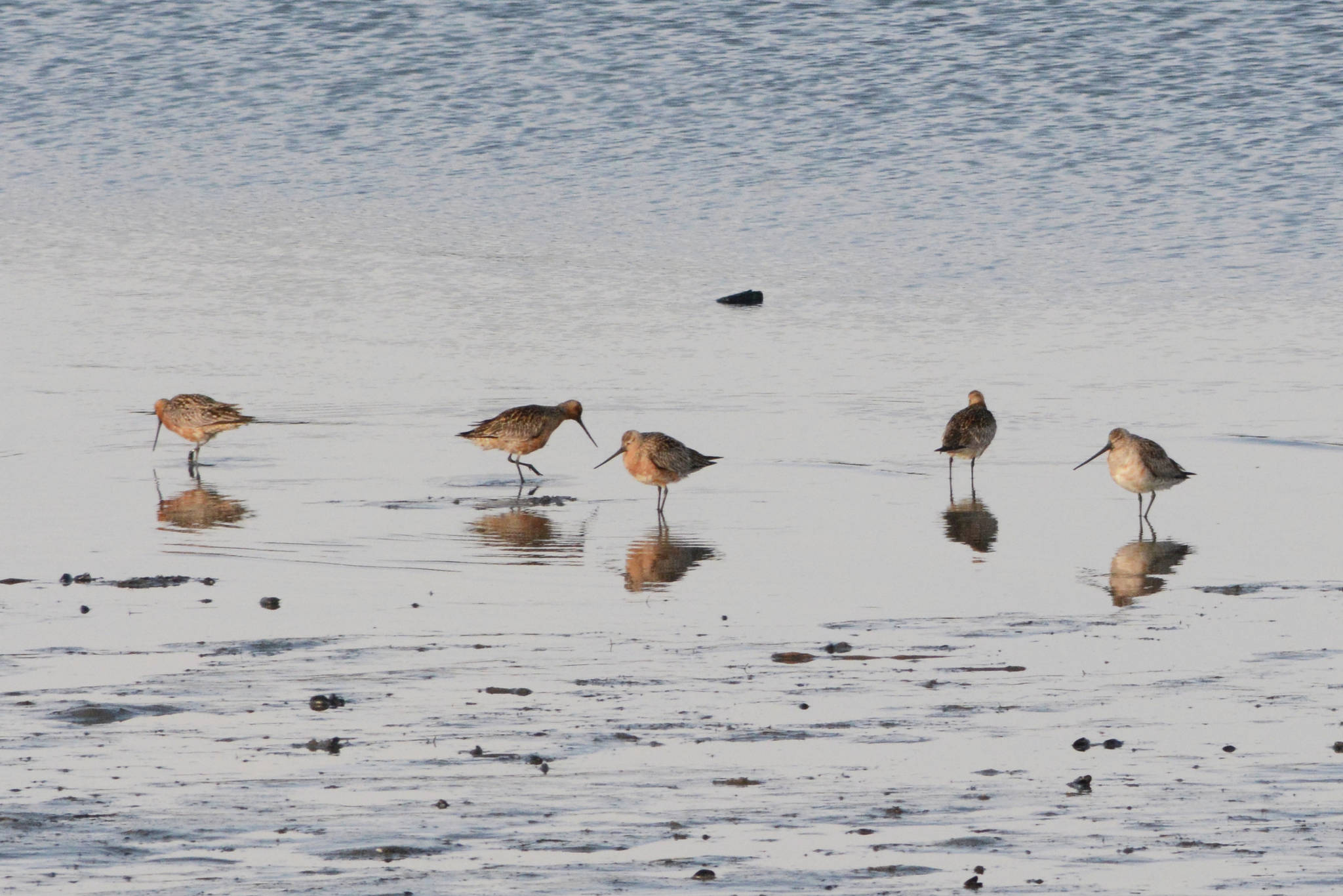 Bar-tailed godwits feed on Saturday, May 1, 2021, at Mud Bay near the Homer Spit in Homer, Alaska. The birds were one of several species of shorebirds seen in Mud Bay over the weekend that included western sandpipers, dunlins, long-billed dowitchers and Pacific plovers. (Photo by Michael Armstrong/Homer News)