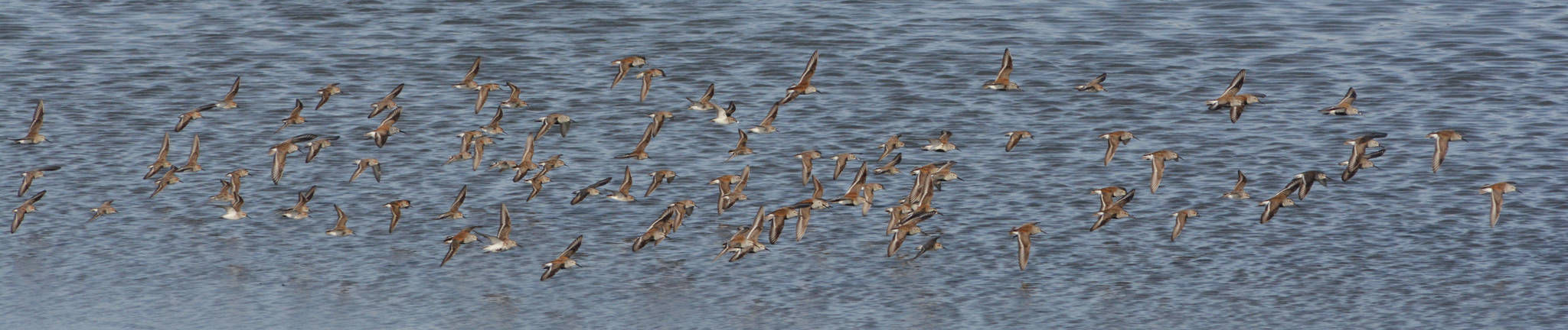 Shorebirds fly on Saturday, May 1, 2021, at Mud Bay near the Homer Spit in Homer, Alaska. The birds were one of several species of shorebirds seen in Mud Bay over the weekend that included bar-tailed godwits, western sandpipers, dunlins, long-billed dowitchers and Pacific plovers. (Photo by Michael Armstrong/Homer News)