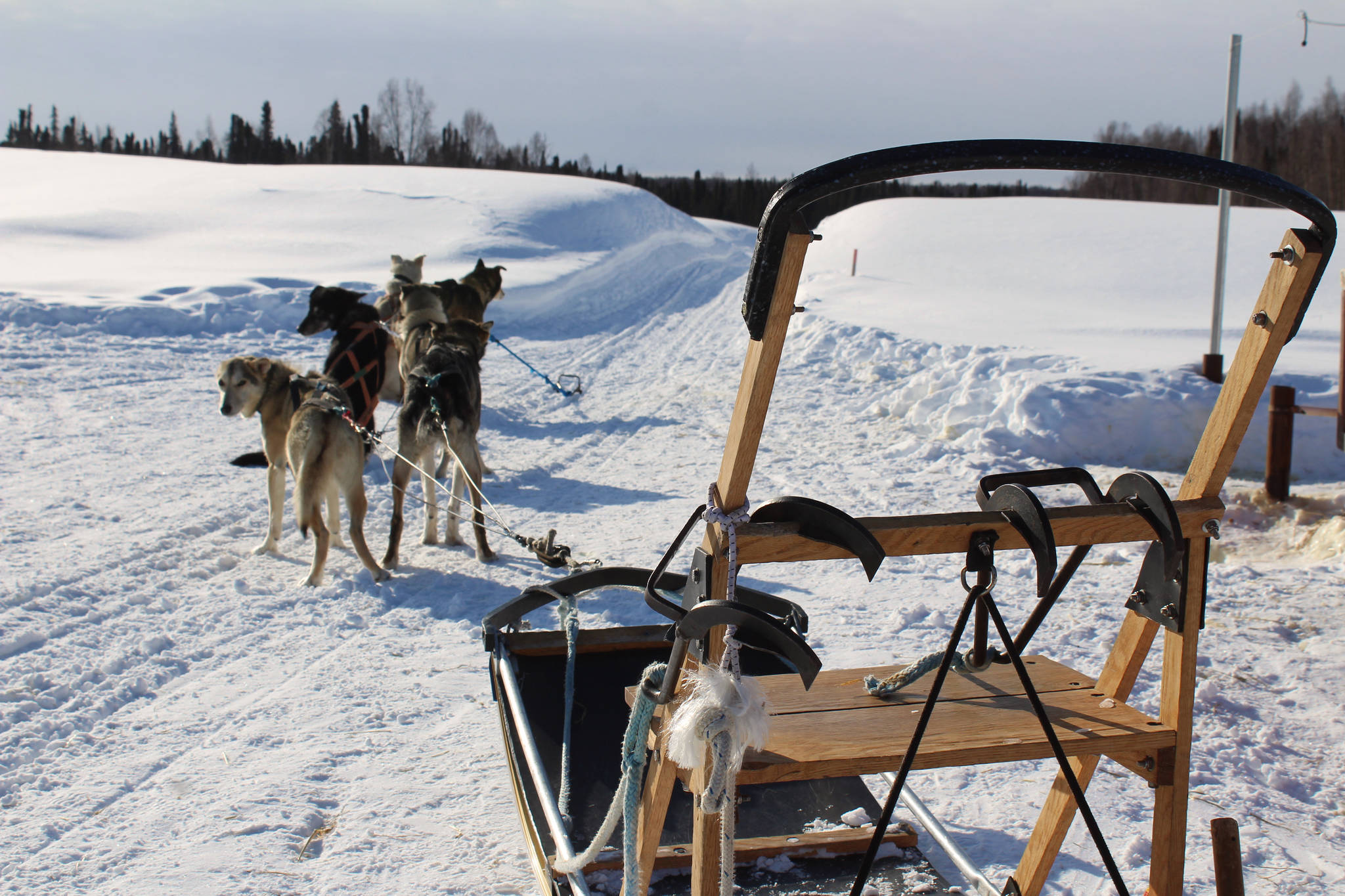 The team of dogs I mushed waits to run on Satuday, March 20, 2021 in Talkeetna, Alaska. (Ashlyn O’Hara/Peninsula Clarion)