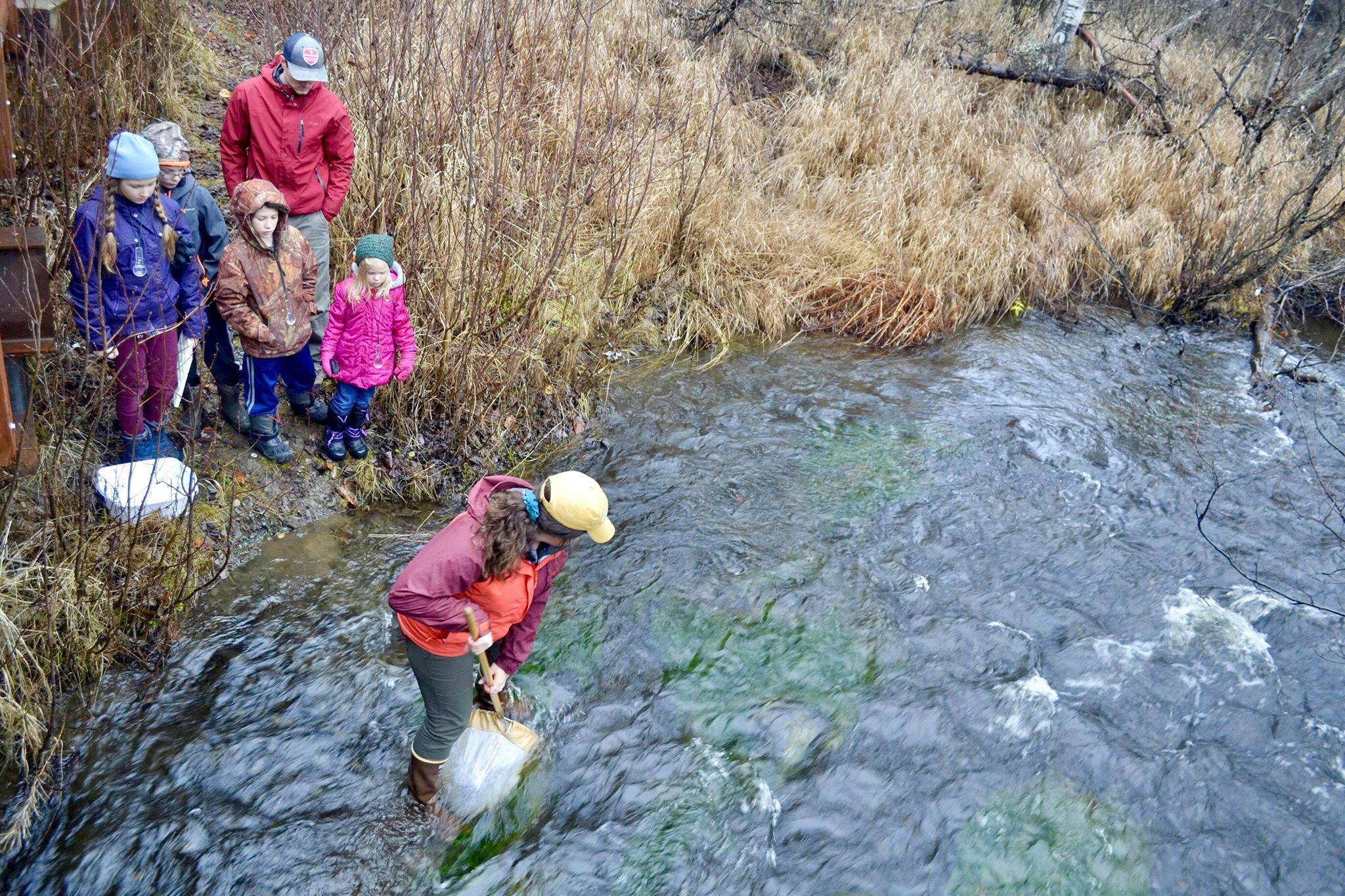 Megan Pike, Kenai Watershed Forum’s education specialist and Adopt-A-Stream program coordinator, wades into Soldotna Creek to dig up creek bed samples for a group of Connections Homeschool students to parse through for macroinvertebrate sampling, on Thursday, Nov. 7, 2019, in Soldotna, Alaska. (Photo by Victoria Petersen/Peninsula Clarion)