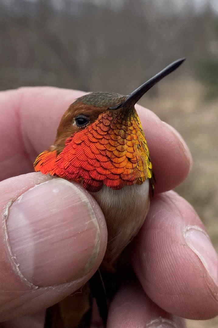 A male rufous hummingbird flashes his brilliant gorget after being captured for banding. This bird was banded in 2020 and returned to Seward for another breeding season. (Photo by Todd Eskelin/USFWS)