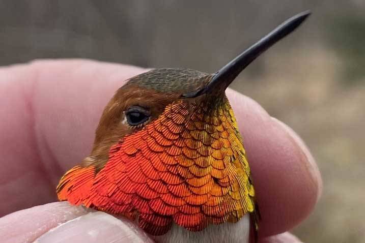 A male rufous hummingbird flashes his brilliant gorget after being captured for banding. This bird was banded in 2020 and returned to Seward for another breeding season. (Photo by Todd Eskelin/USFWS)
