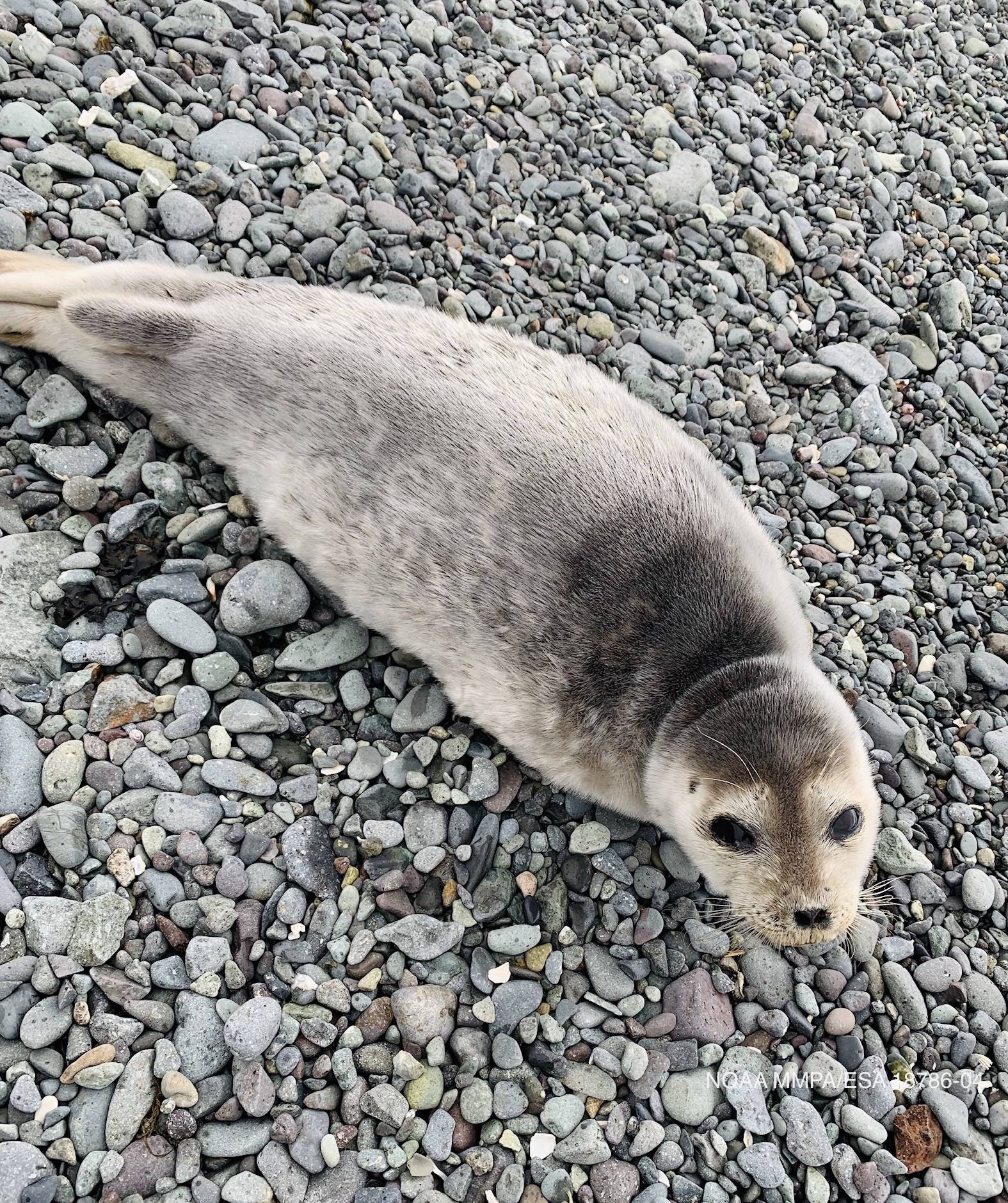 The ringed seal lies on a beach in Dutch Harbor, Alaska, on May 10, 2021. (Photo courtesy ADFG Biologist Asia Beder)