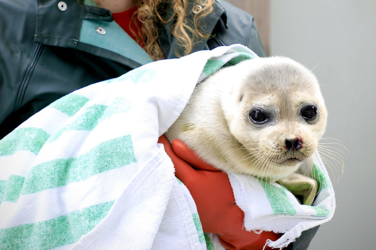 A ringed seal rescued from Dutch Harbor is held at the Alaska SeaLife Center in Seward, Alaska, on May 12, 2021. (Photo courtesy Alaska SeaLife Center)