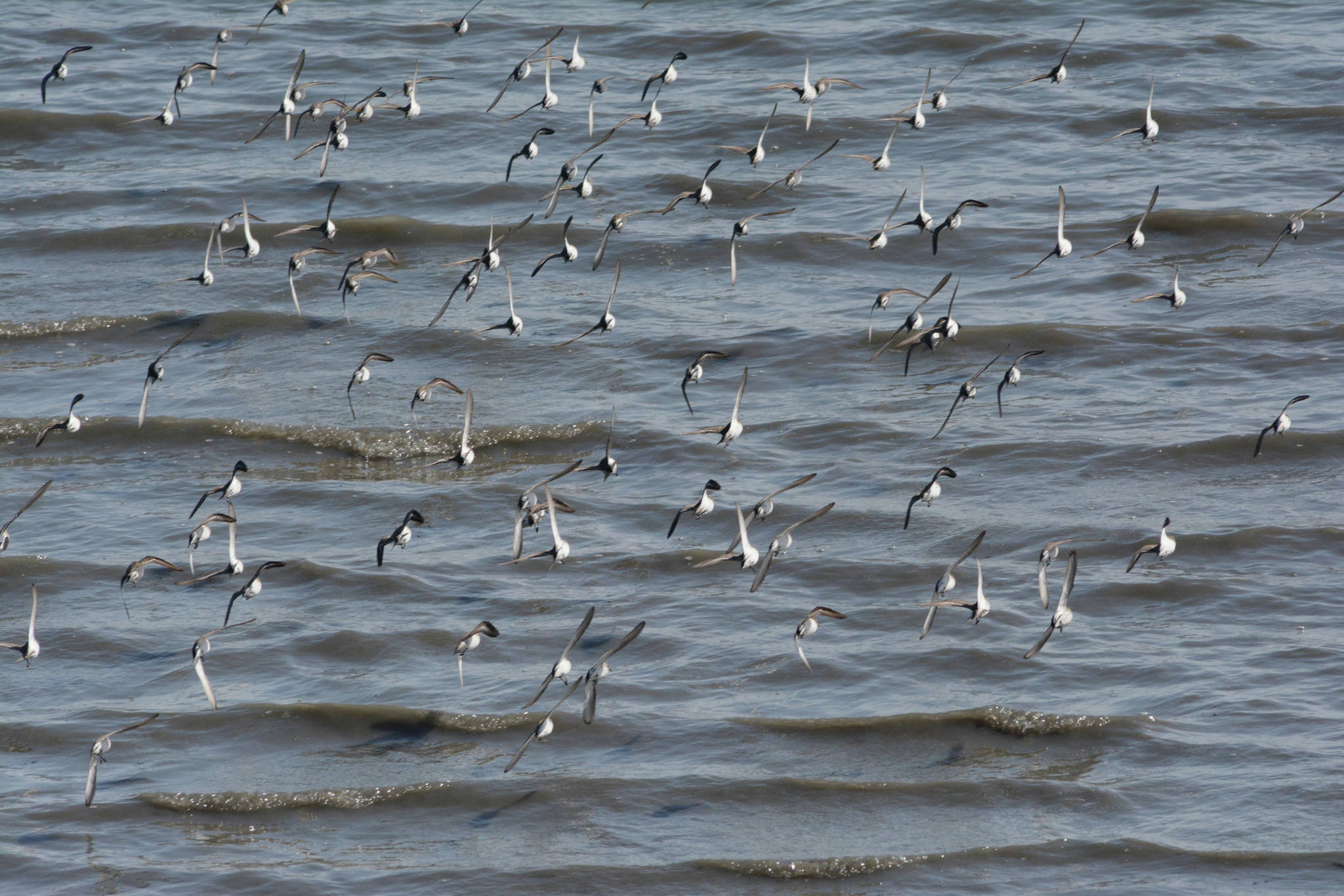 Shorebirds fly over Mud Bay on Friday, May 7, 2021, in Homer, Alaska. (Photo by Michael Armstrong/Homer News)