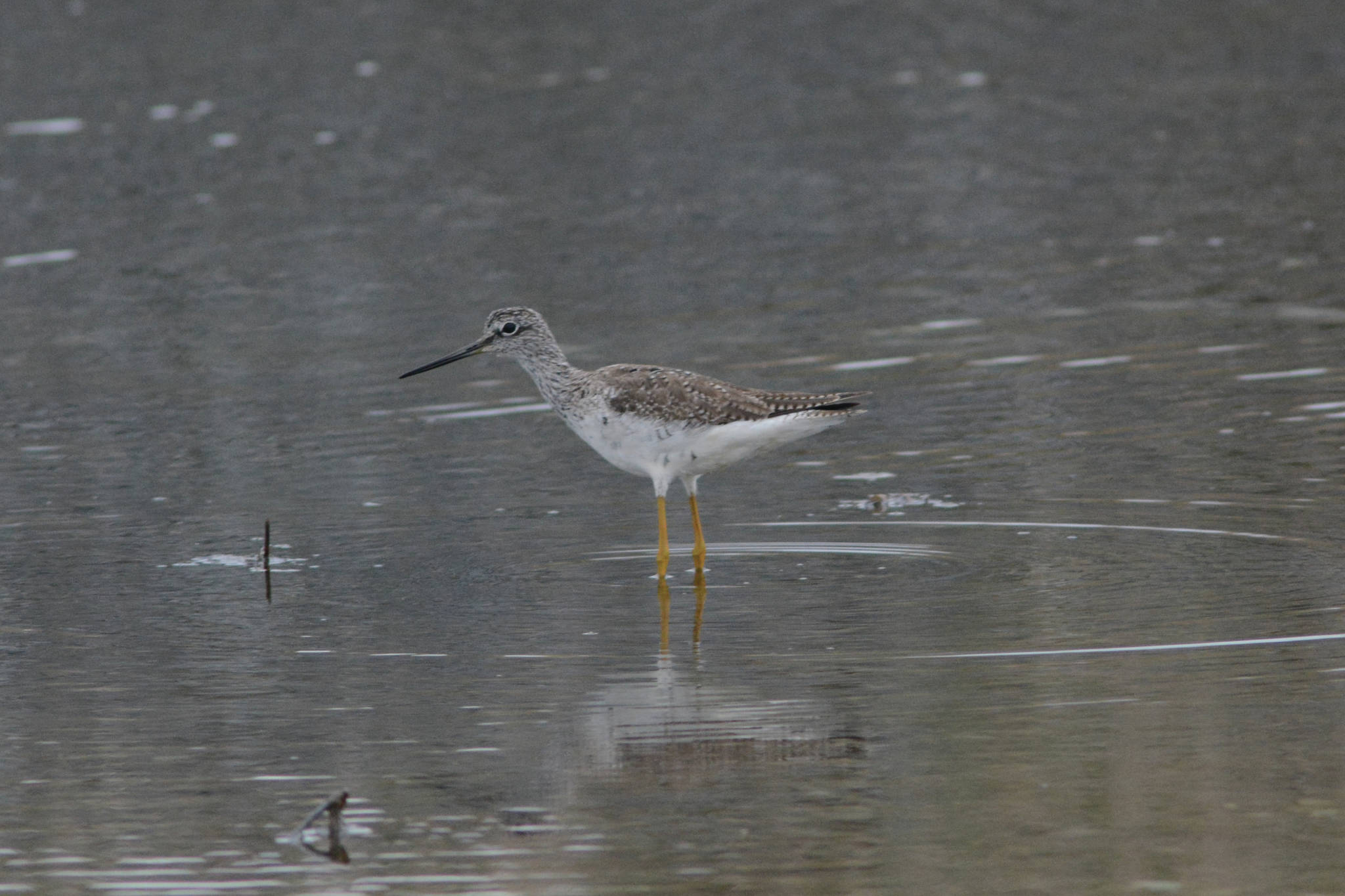 A greater yellowlegs feeds at Green Timbers on the Homer Spit on Saturday, May 8, 2021, in Homer, Alaska. (Photo by Michael Armstrong/Homer News)